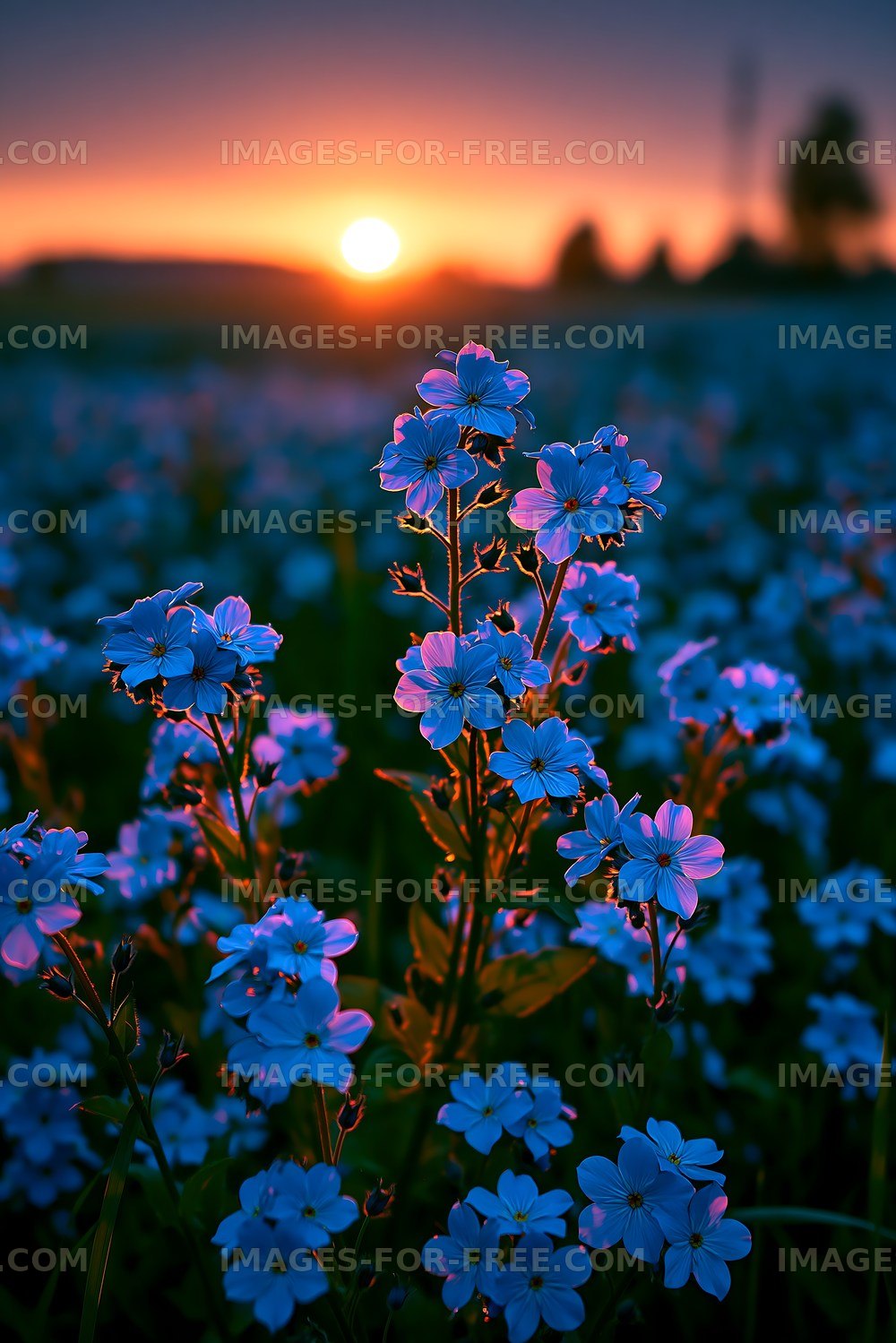 Bright blue flowers at sunset in a field