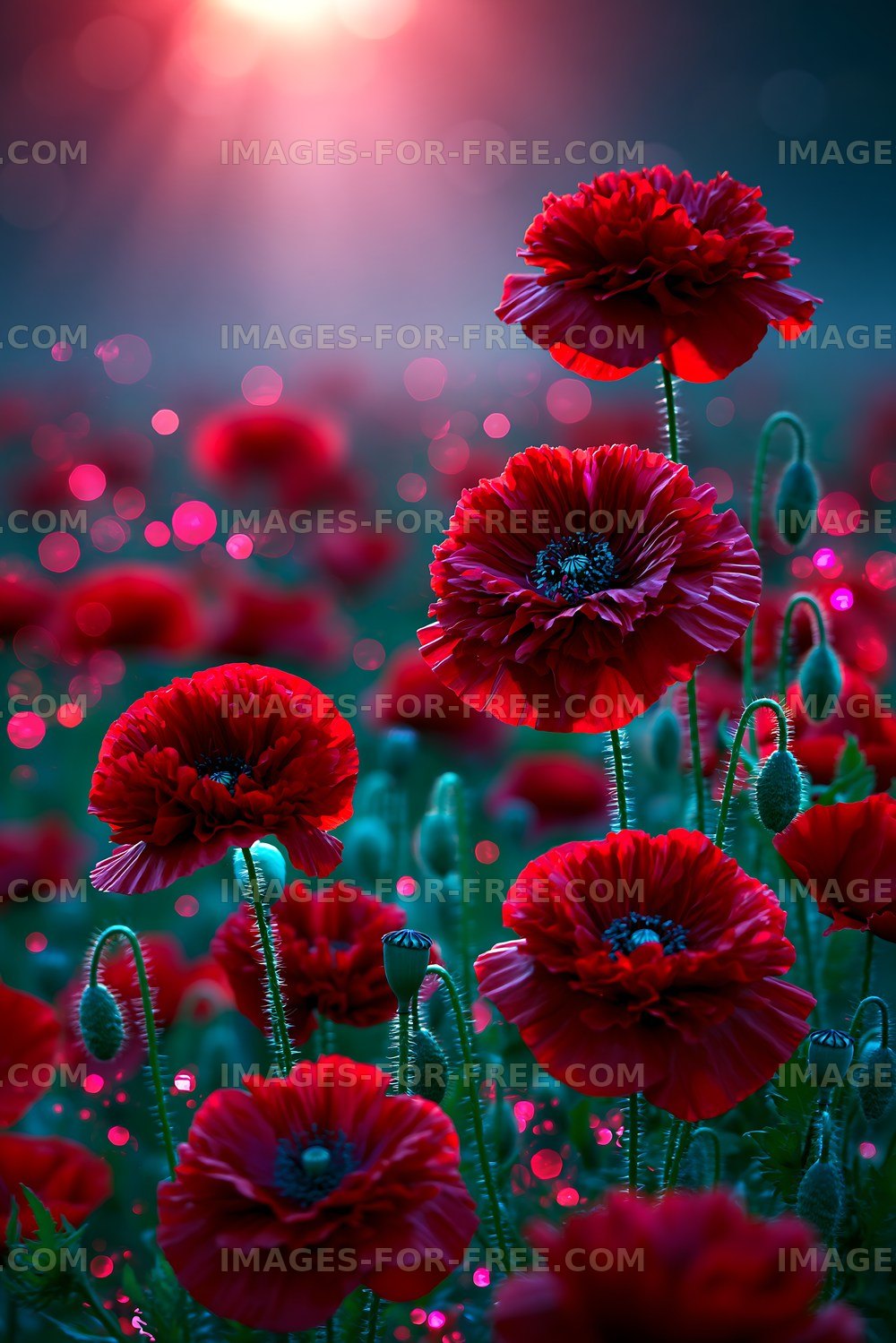 Poppy flowers in a field during sunset with glowing bokeh