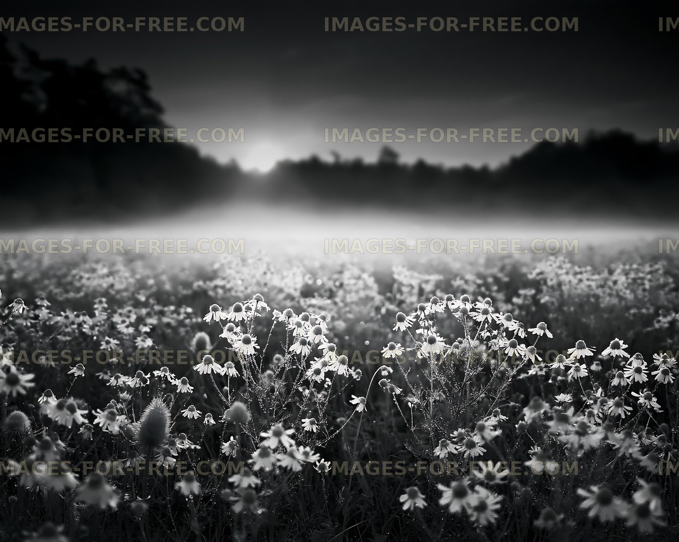Flower field at dawn with mist and shadows