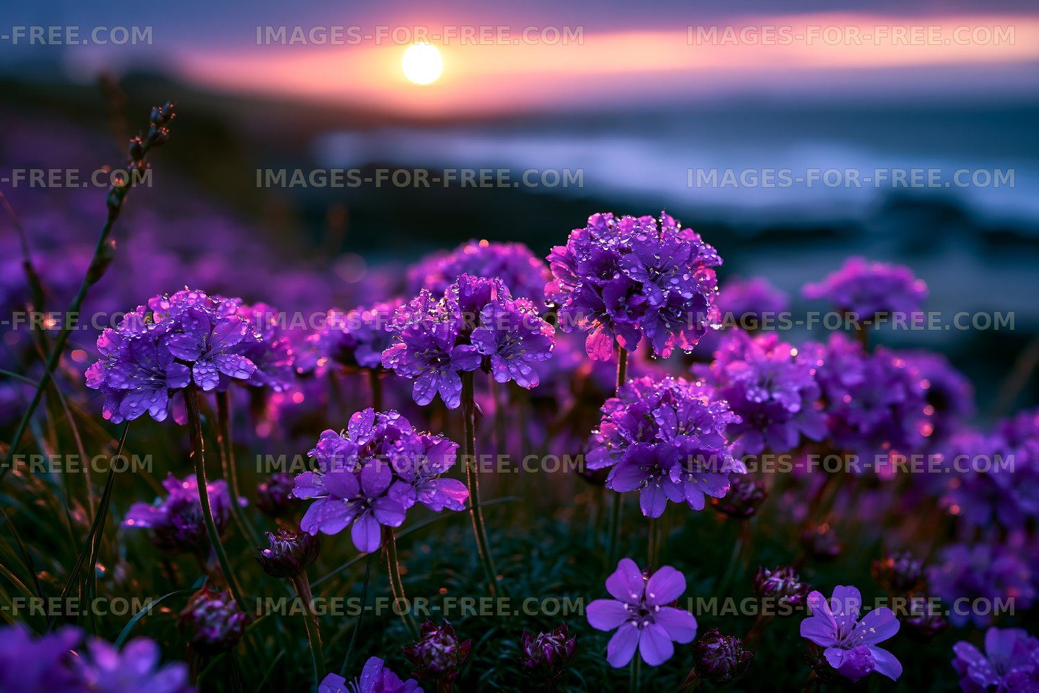 Flowers in bloom at sunset near the ocean