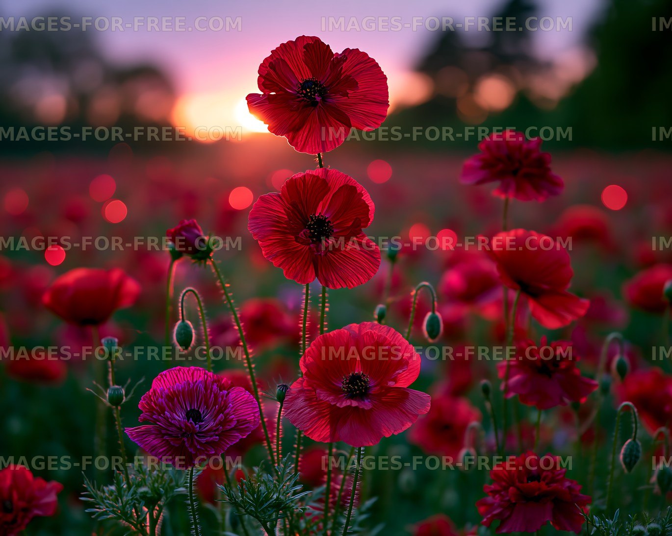 Bright red flowers in a field during sunset