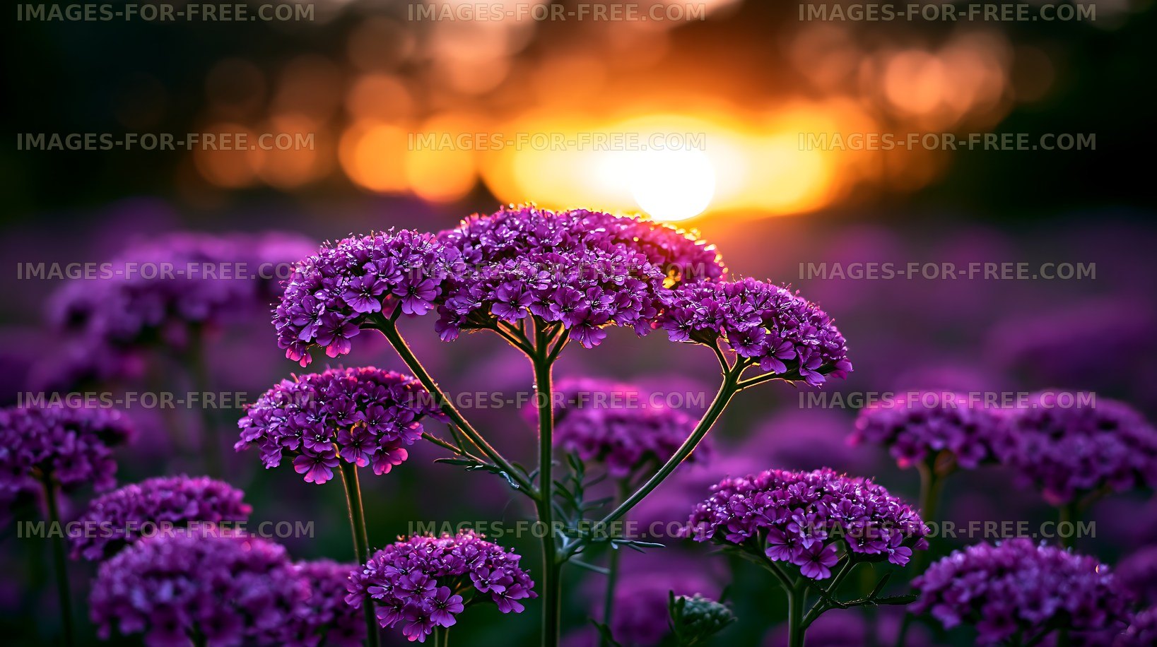 Purple flowers at sunset in a blooming field