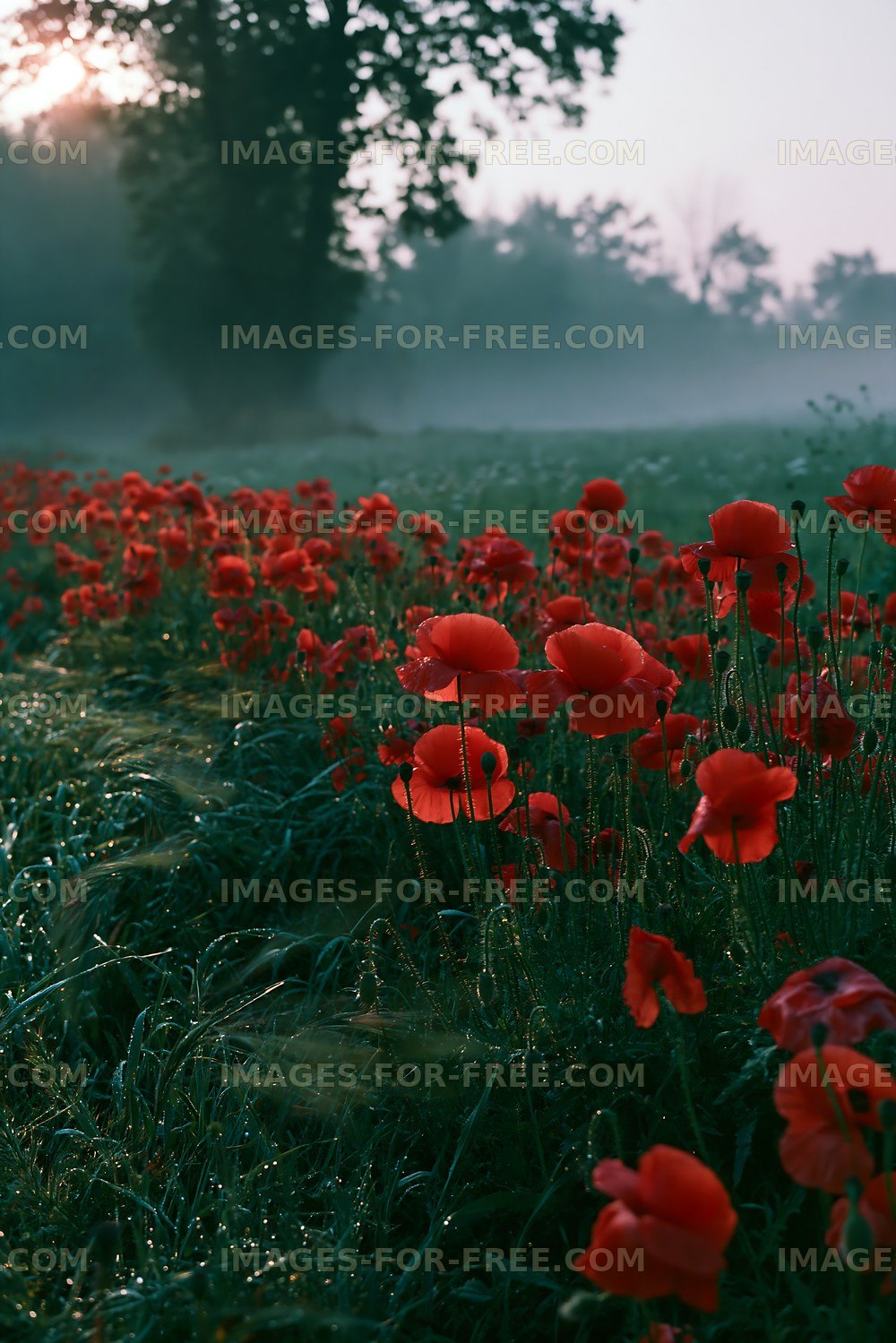 Field of red poppies in the morning fog