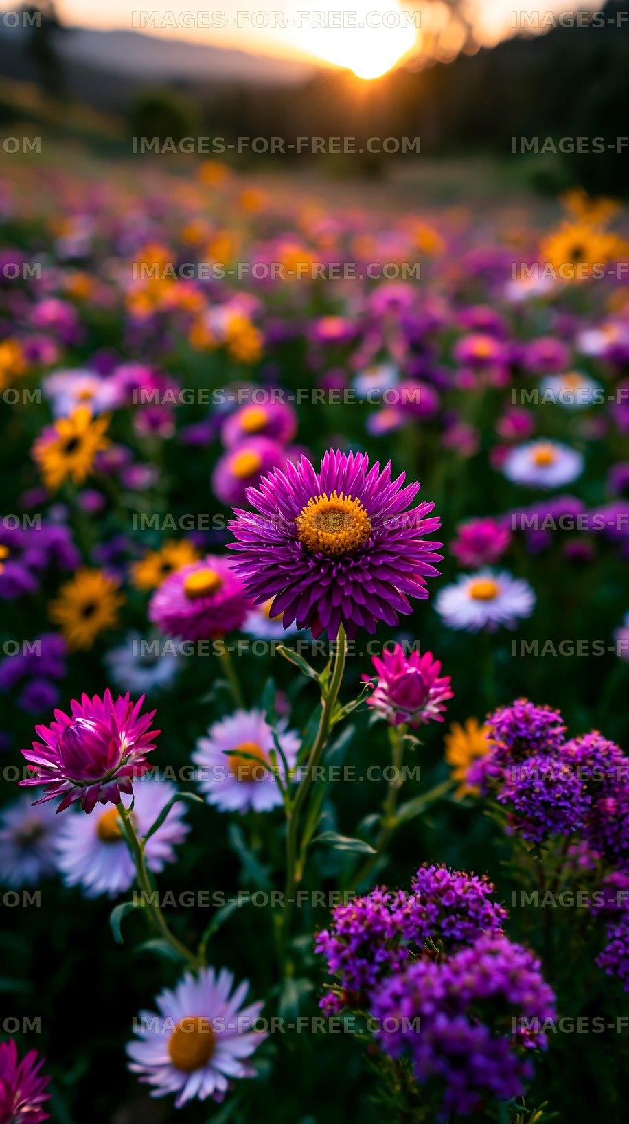 Colorful flowers bloom in the field during sunset