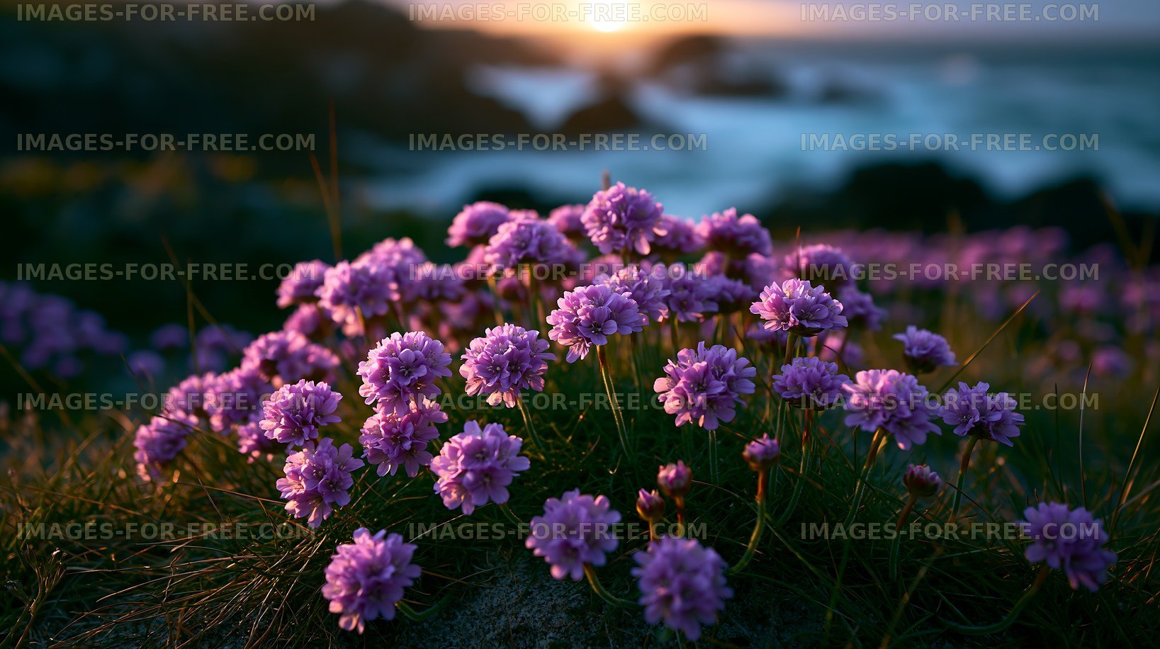 Purple flowers blooming by the shore at sunset
