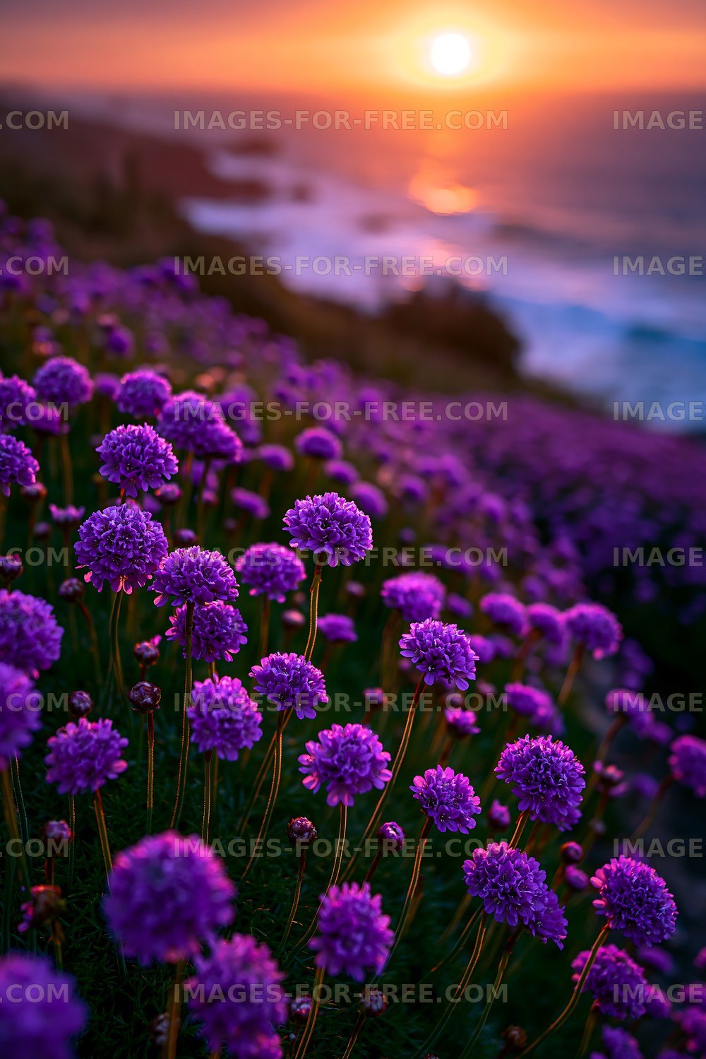 Violet flowers bloom near the ocean at sunset