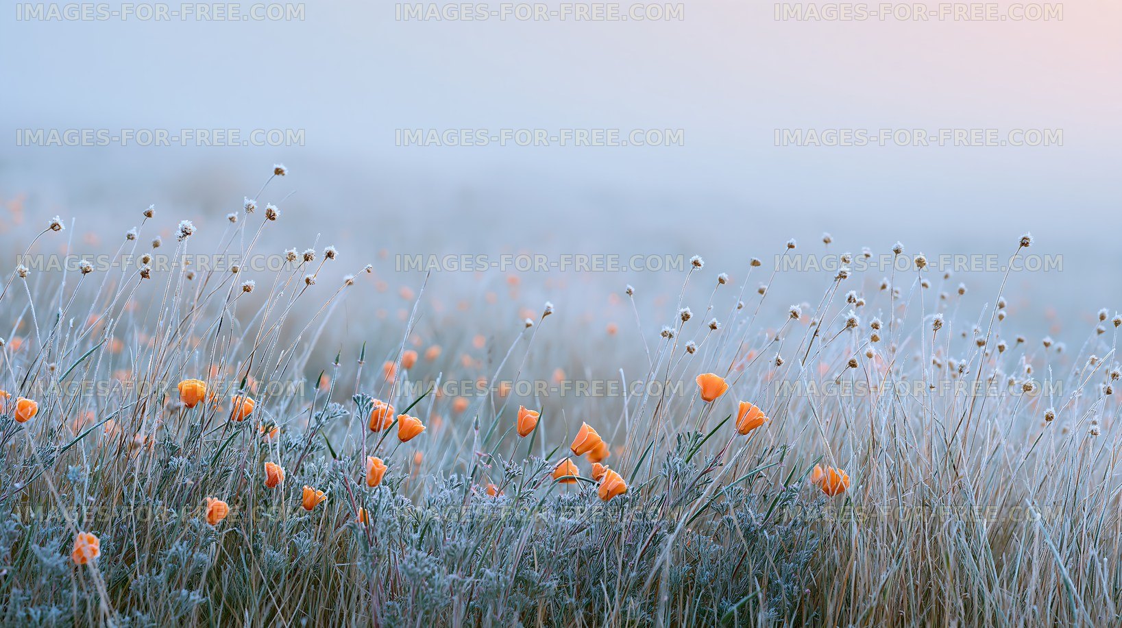 Frost-covered flowers in a misty landscape at dawn