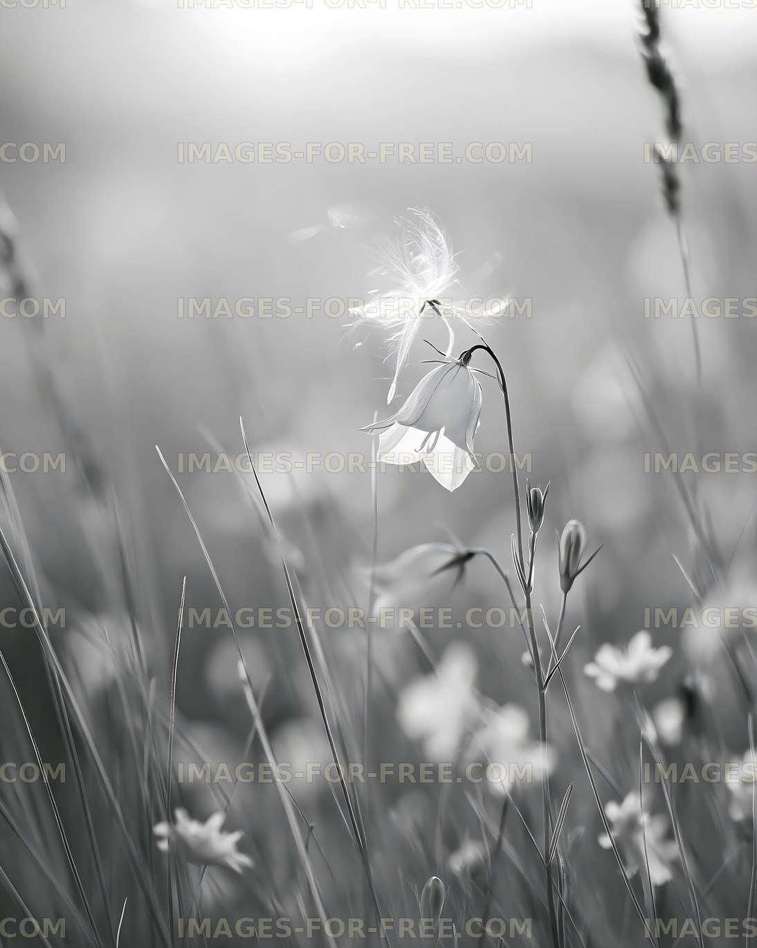 Wildflowers in a field on a sunny day