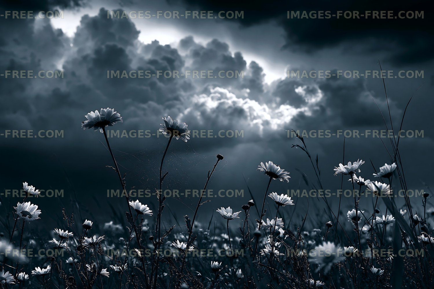 Flowers against a dark sky with clouds and light