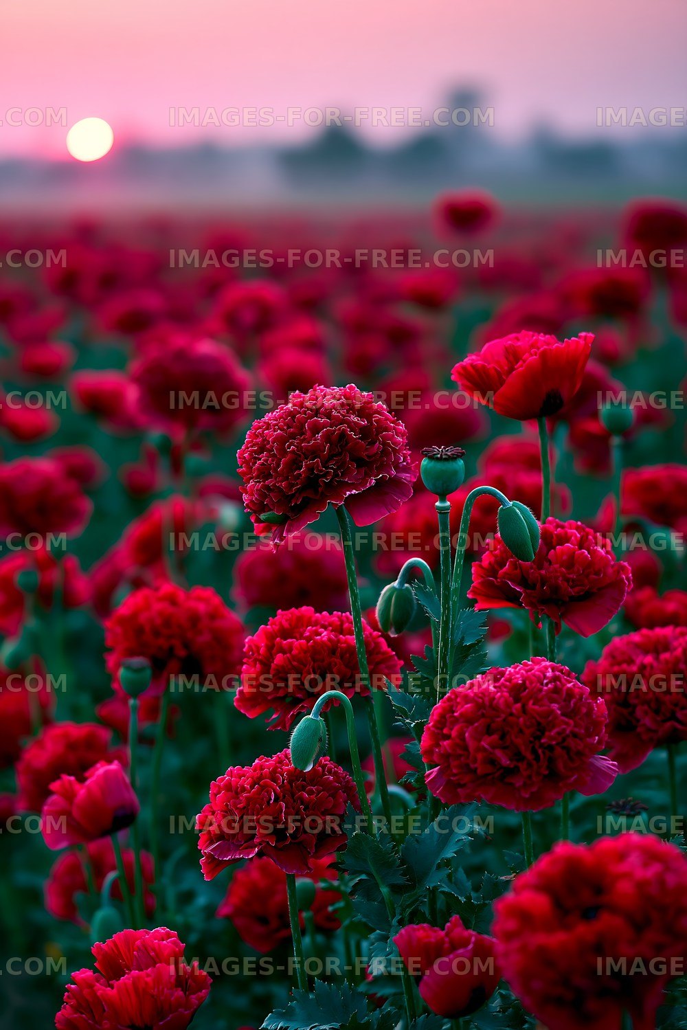 Poppy flowers blooming at sunset in a field