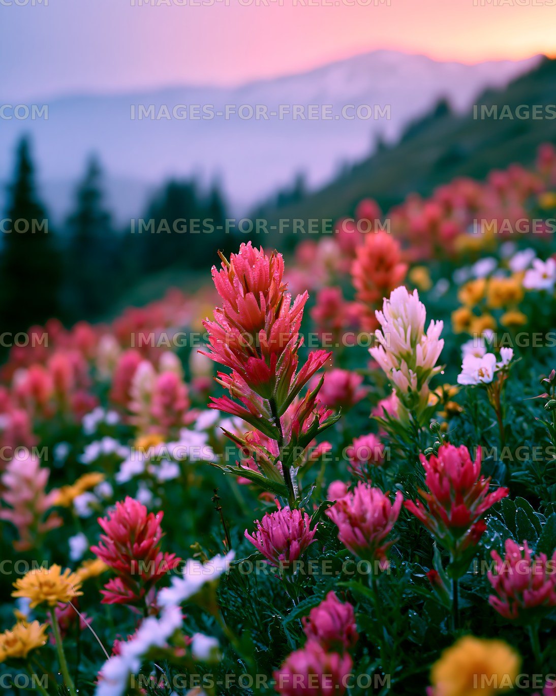 Colorful wildflower field during sunset in the mountains