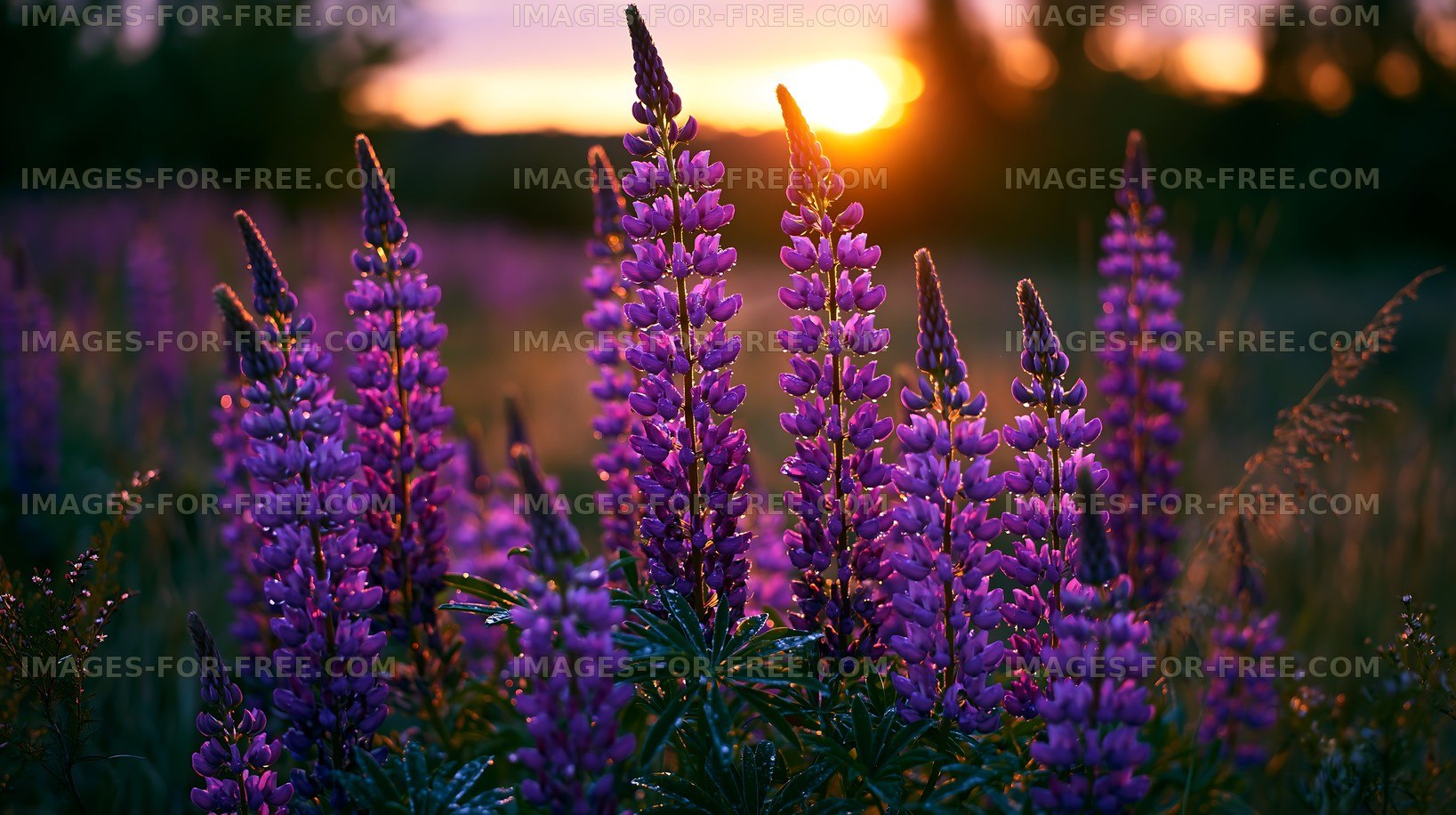 Sunset over blooming purple flowers in a field