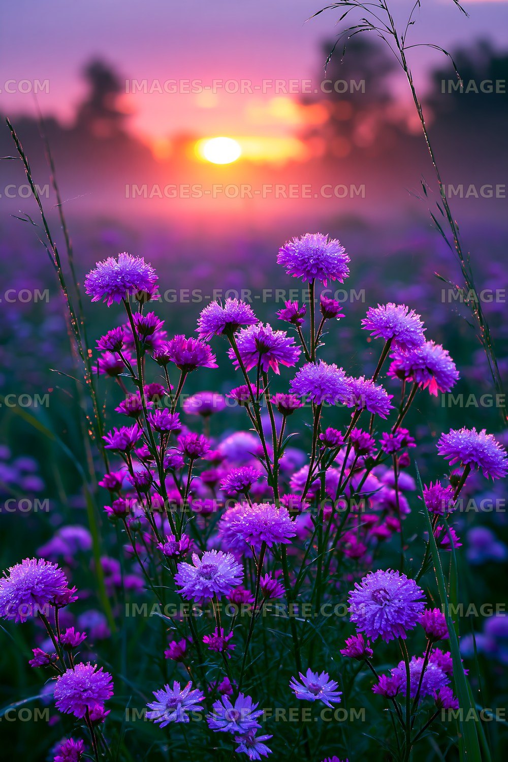 Purple flowers bloom at sunrise in a rural field