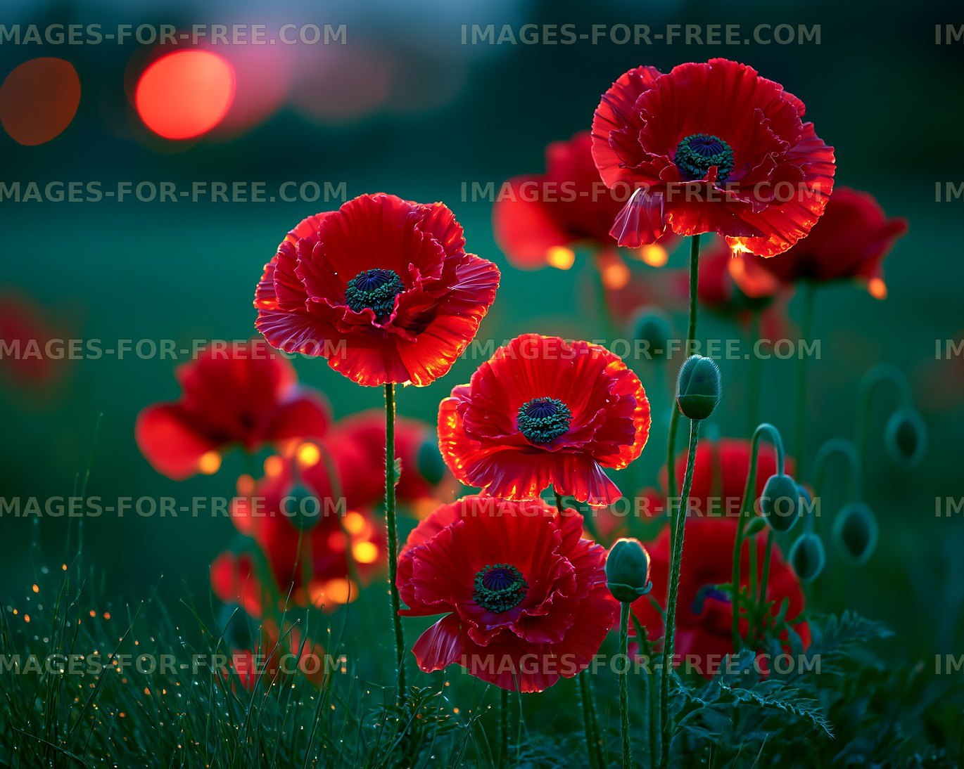 Bright red poppies in a green field at sunset