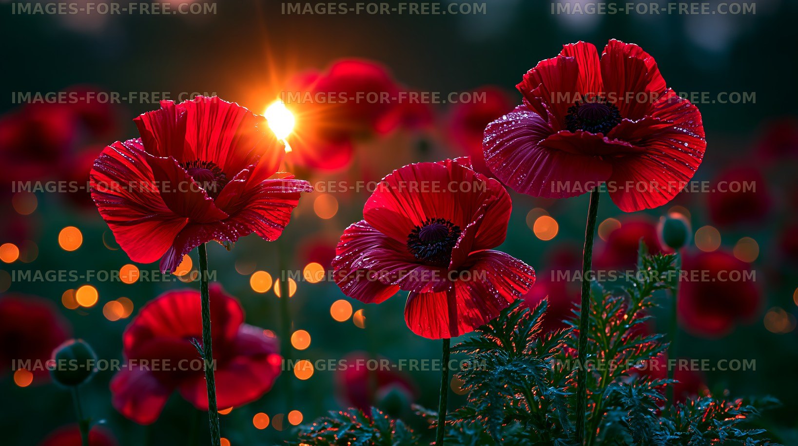 Vibrant red poppies in a field at sunset with warm light
