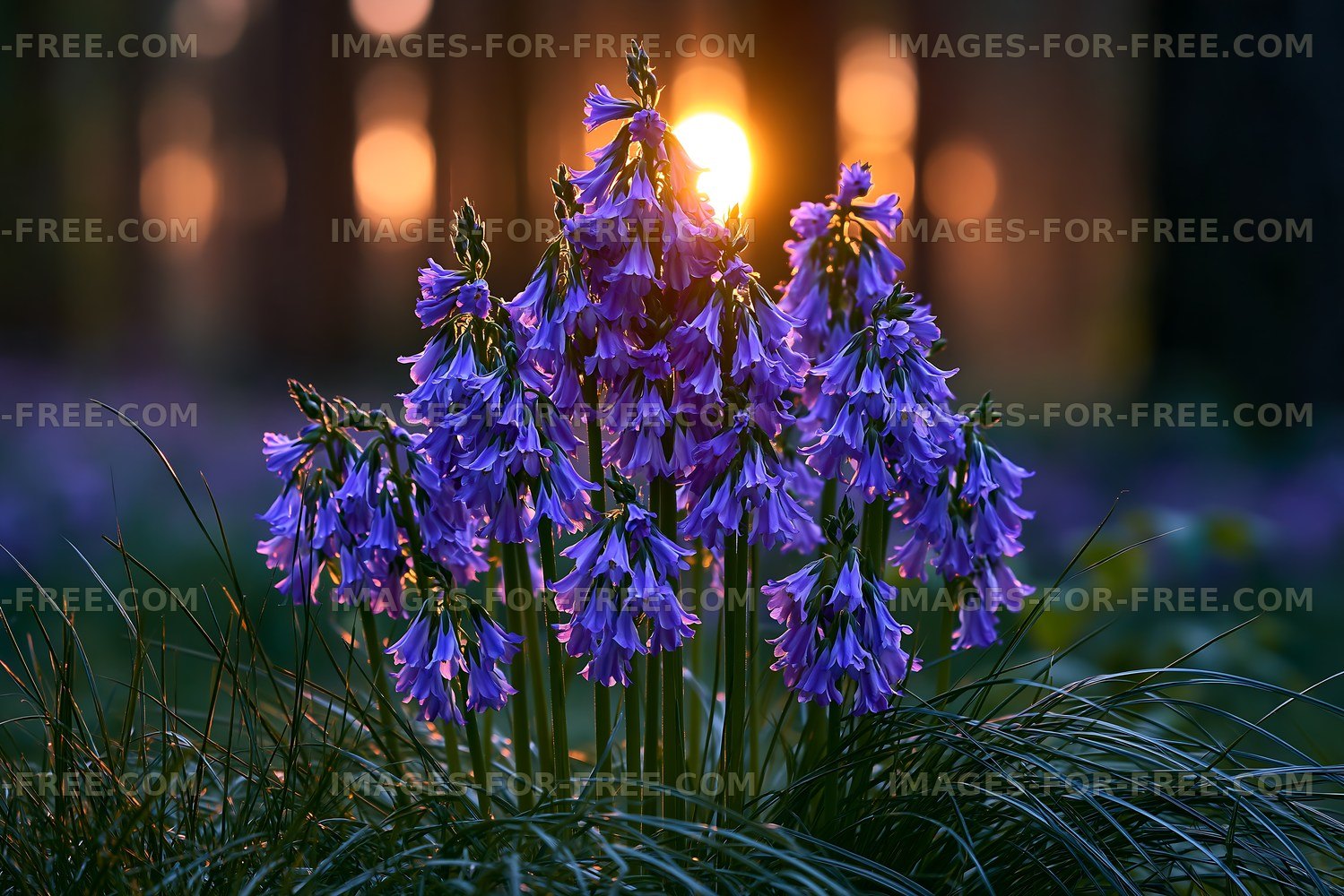 Flowers bloom during sunset in a forest area