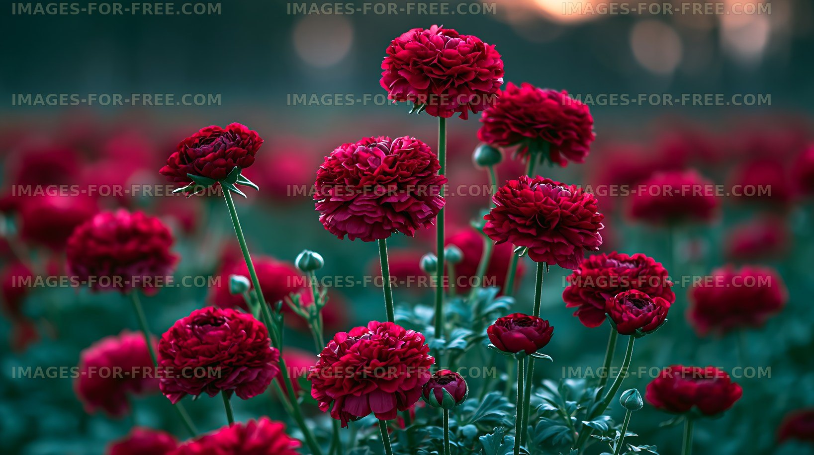 Red flowers in a blooming field during sunset