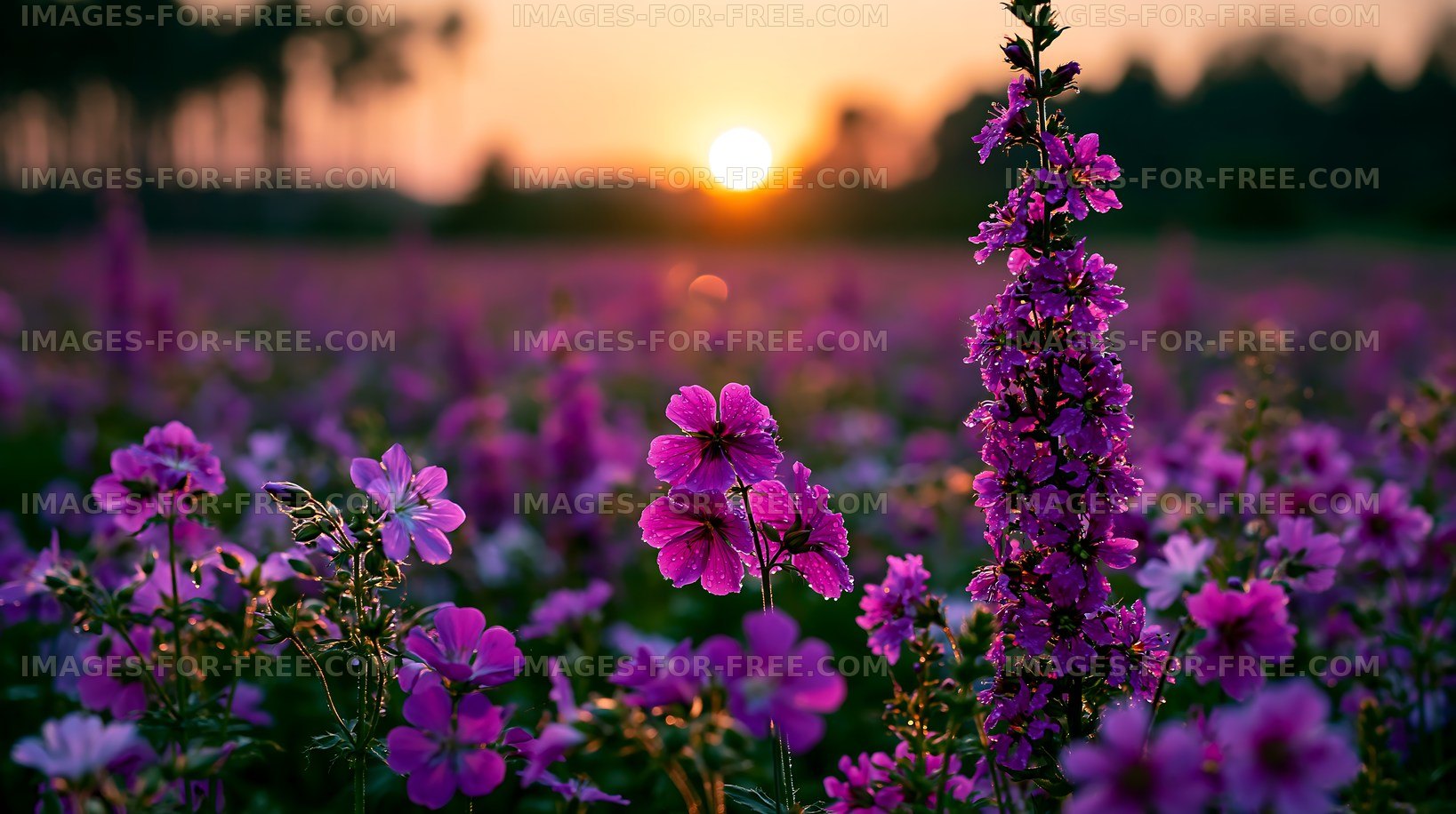 Colorful flowers blooming at sunset in a field