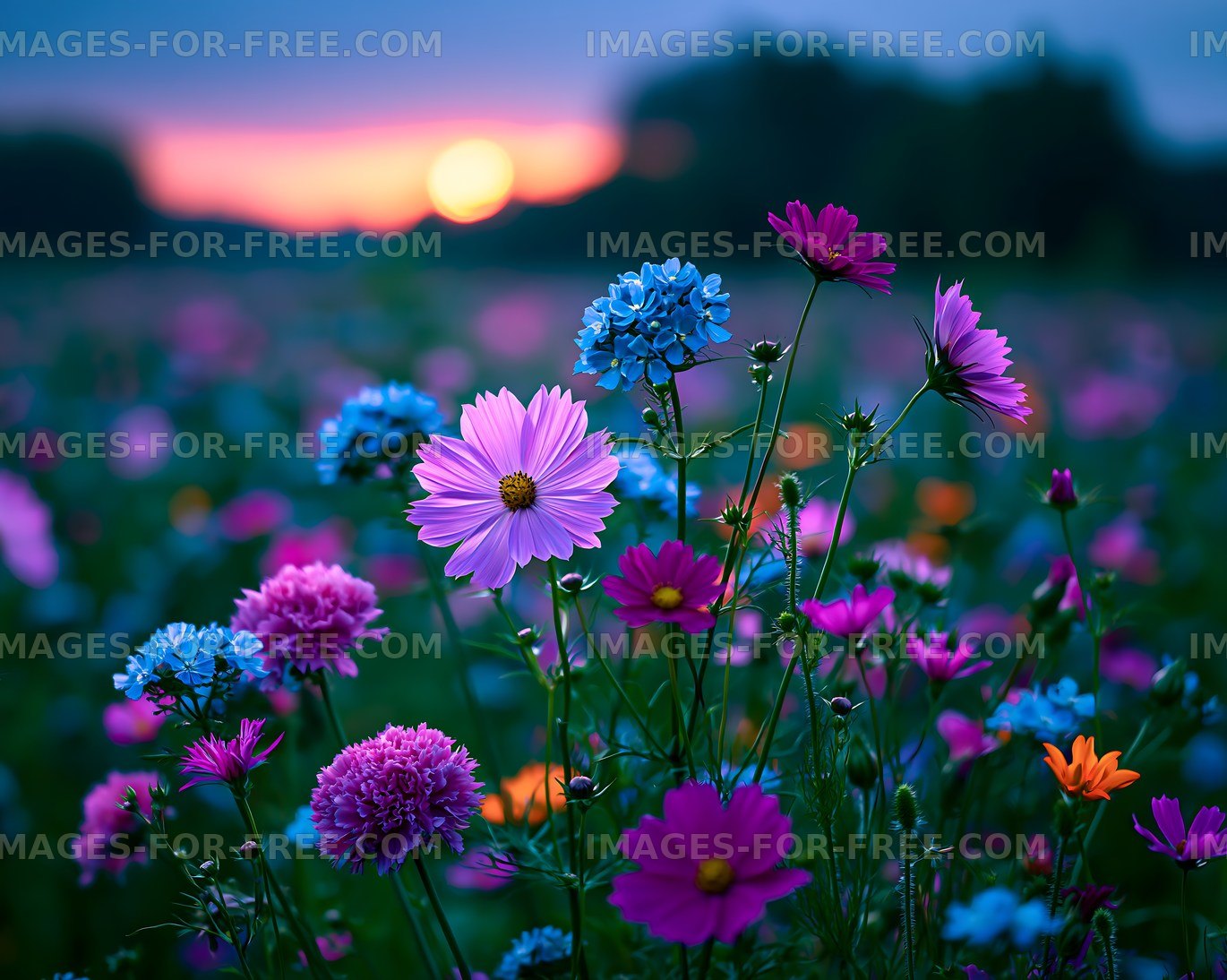 Colorful wildflowers bloom at sunset in a garden
