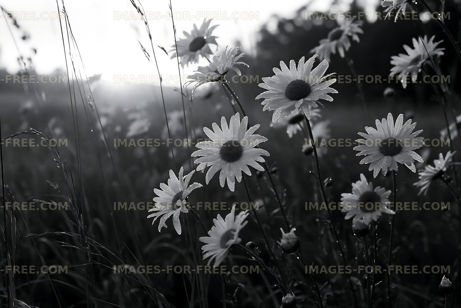 Daisies in a field during early morning light