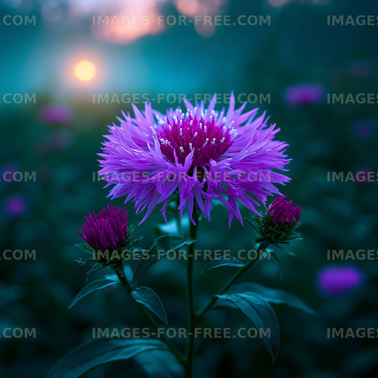 Purple flowers bloom at sunset in a garden