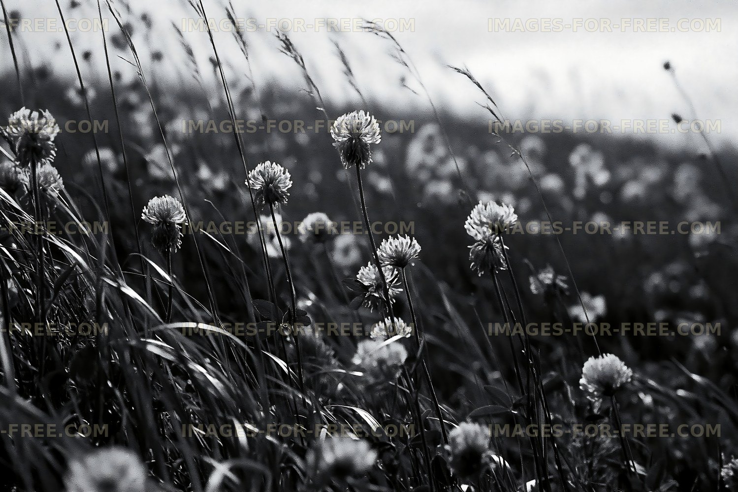 Wildflower field in black and white at dusk