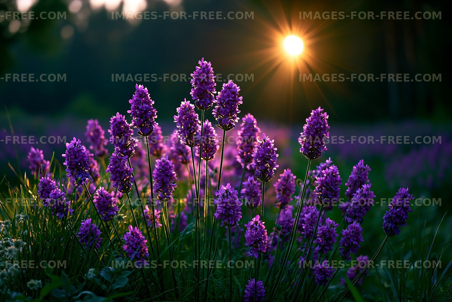 Sunset over purple flowers in a field