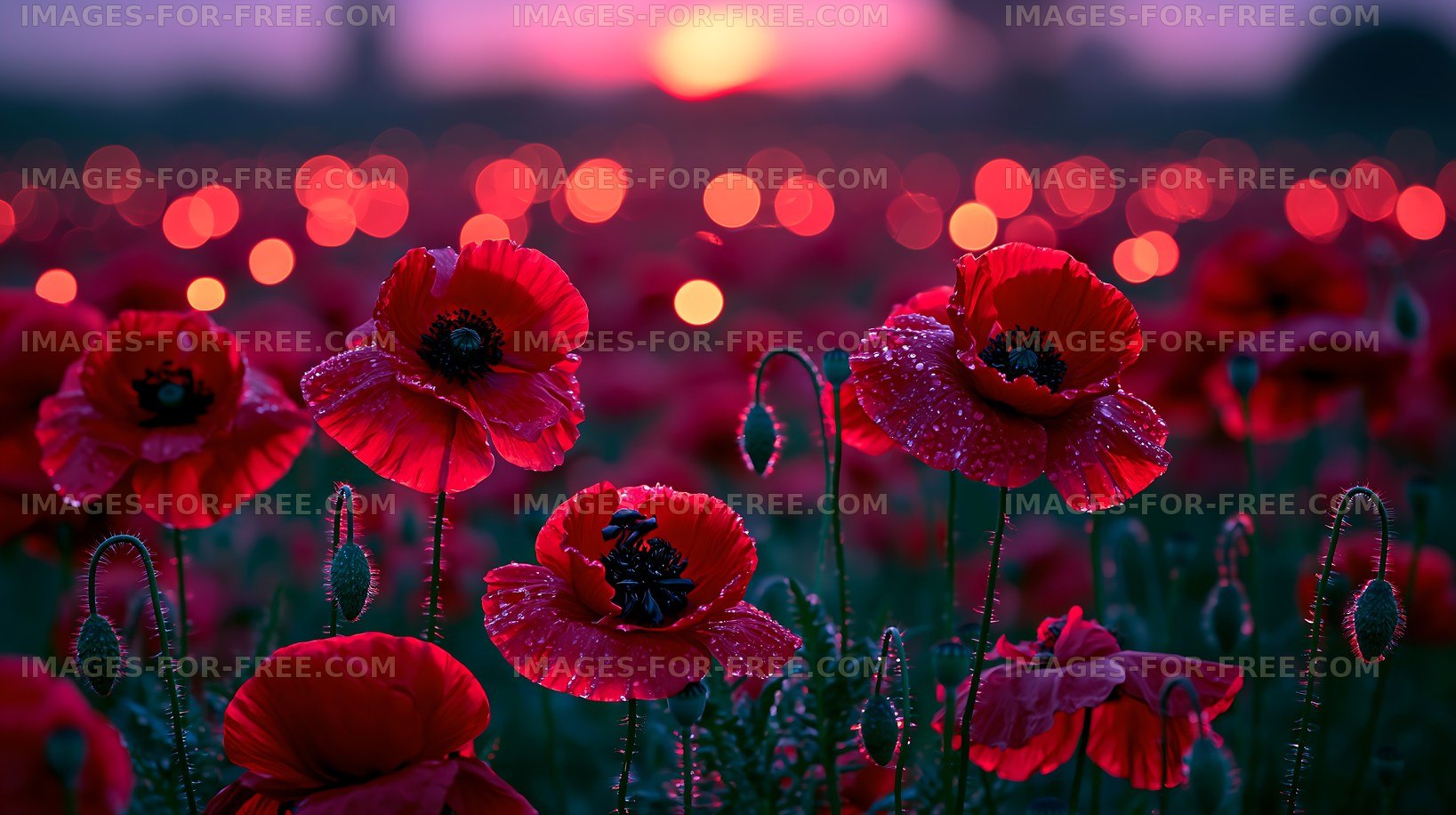 Poppies in a field at sunset with droplets of water