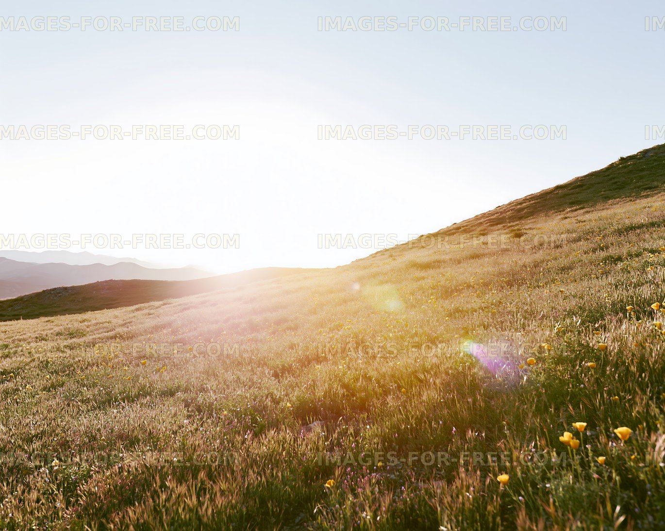 Sunlight shining over grassy hillside in the late afternoon