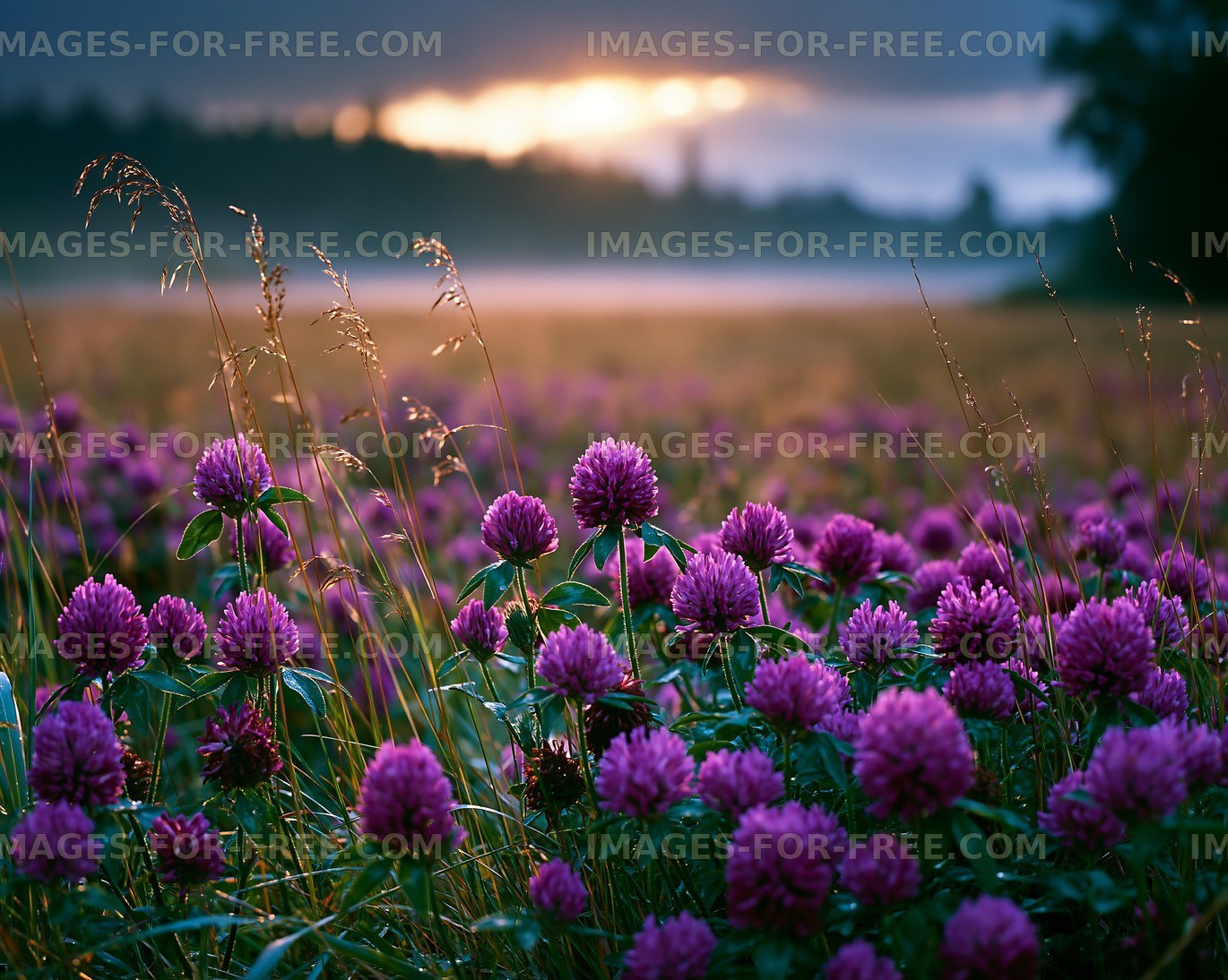 Purple clover flowers blooming in a field at sunset