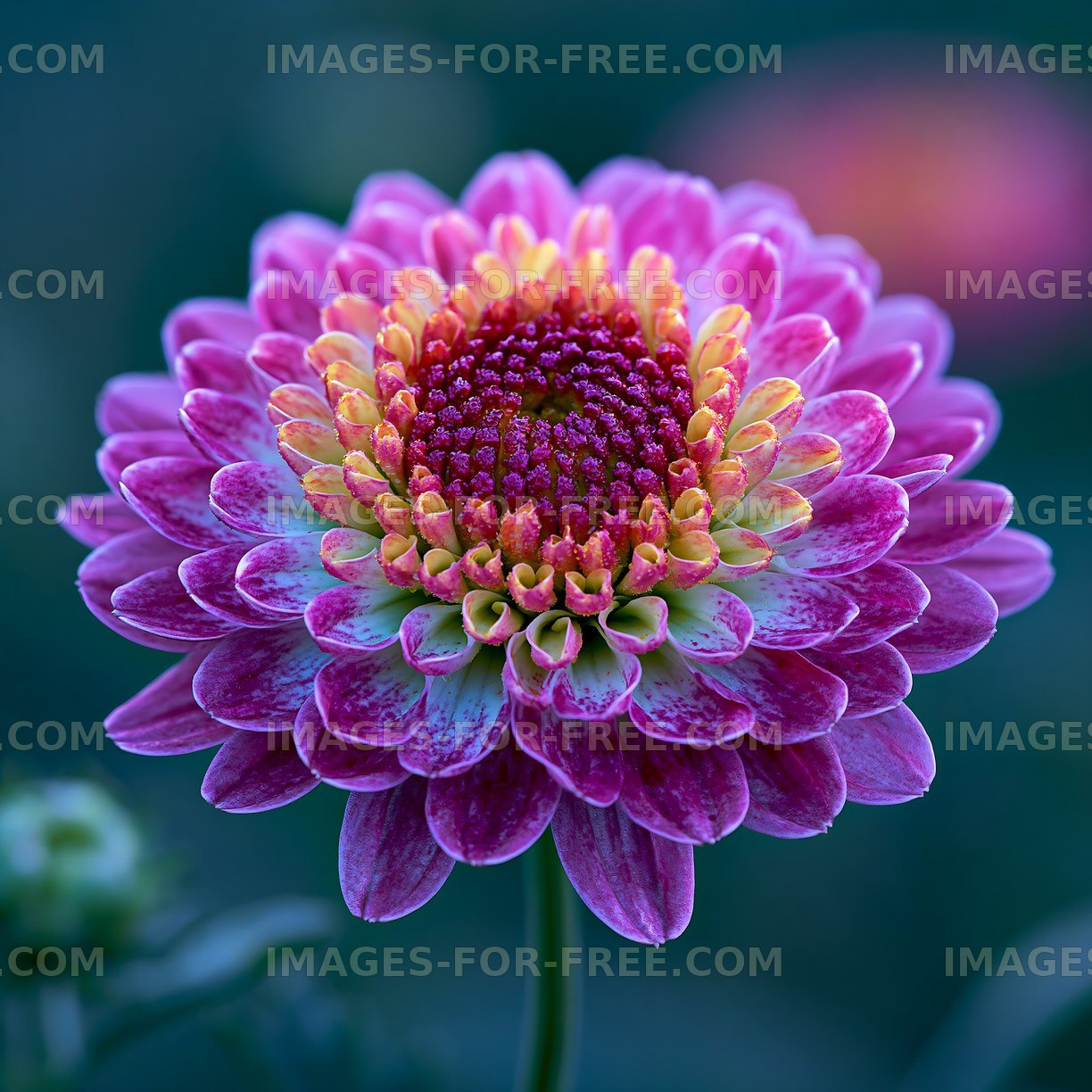 Vibrant pink flower with detailed petals in natural setting