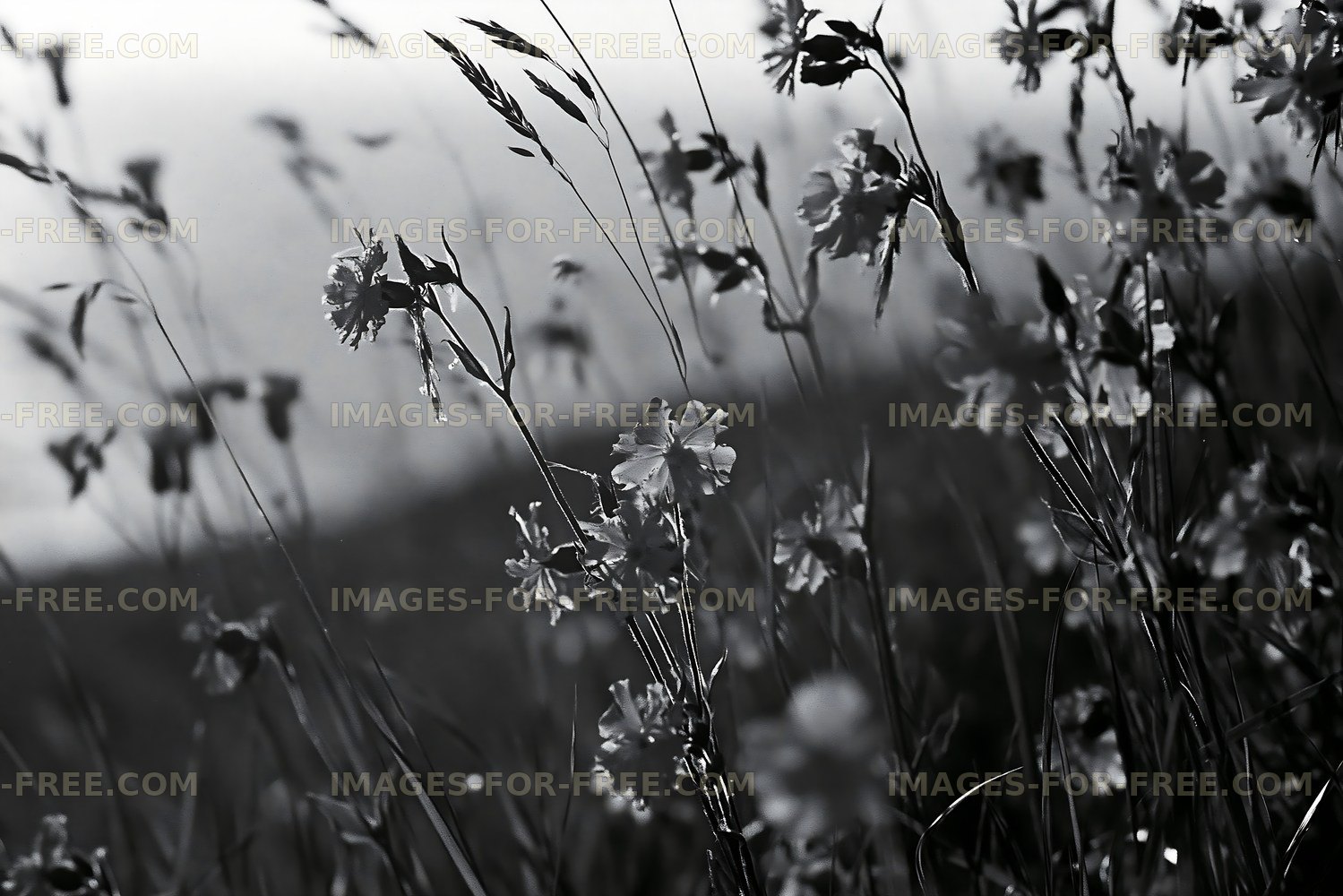 Black and white flowers swaying in the breeze