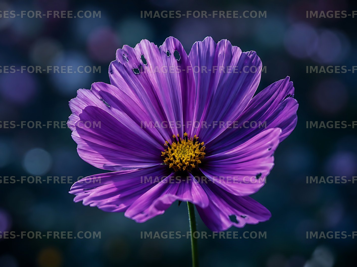 Purple flower in bloom with yellow center and blurred background