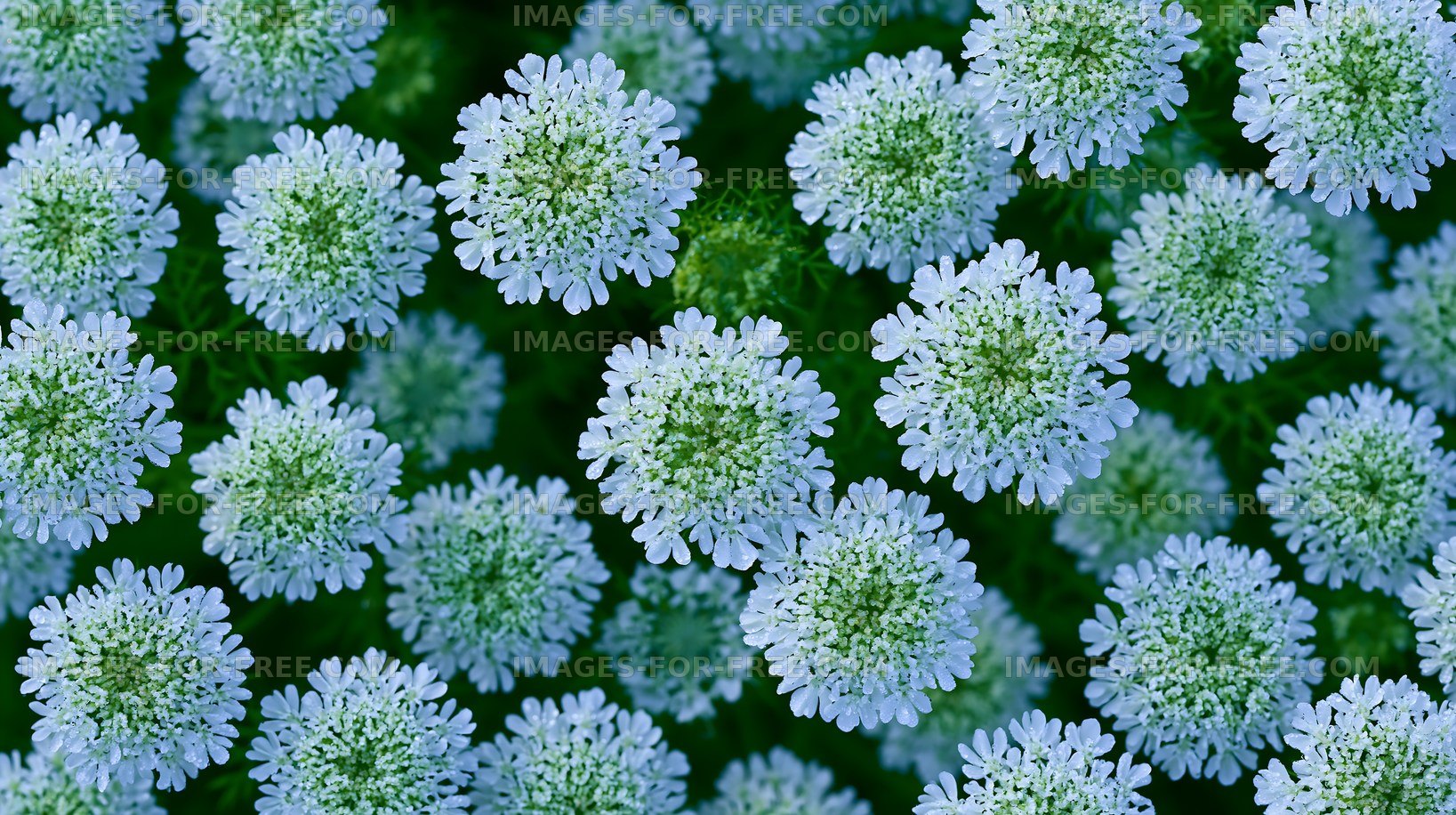 Blue flowers in a garden during daytime