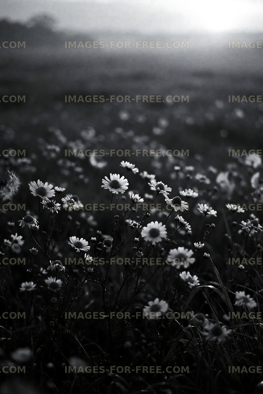 Wildflowers in a field during sunset in black and white