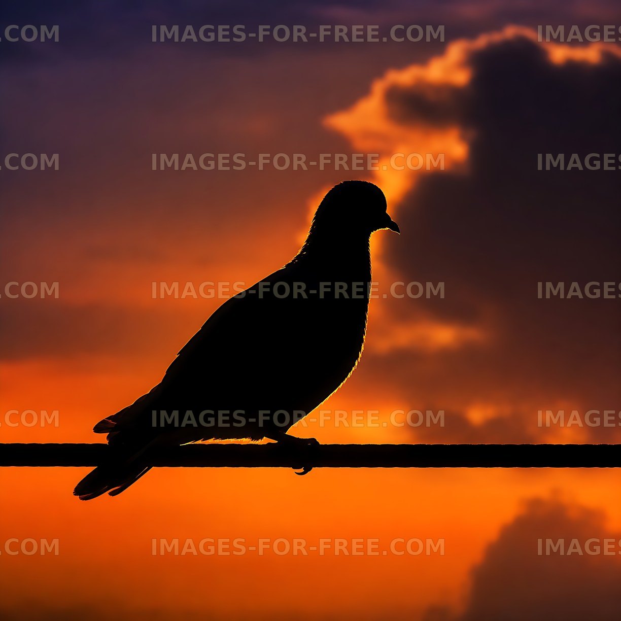 Bird silhouette on wire at sunset