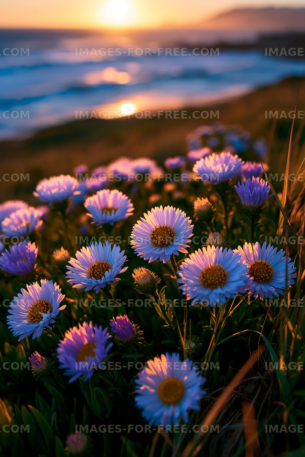 Flowers bloom by the ocean at sunset