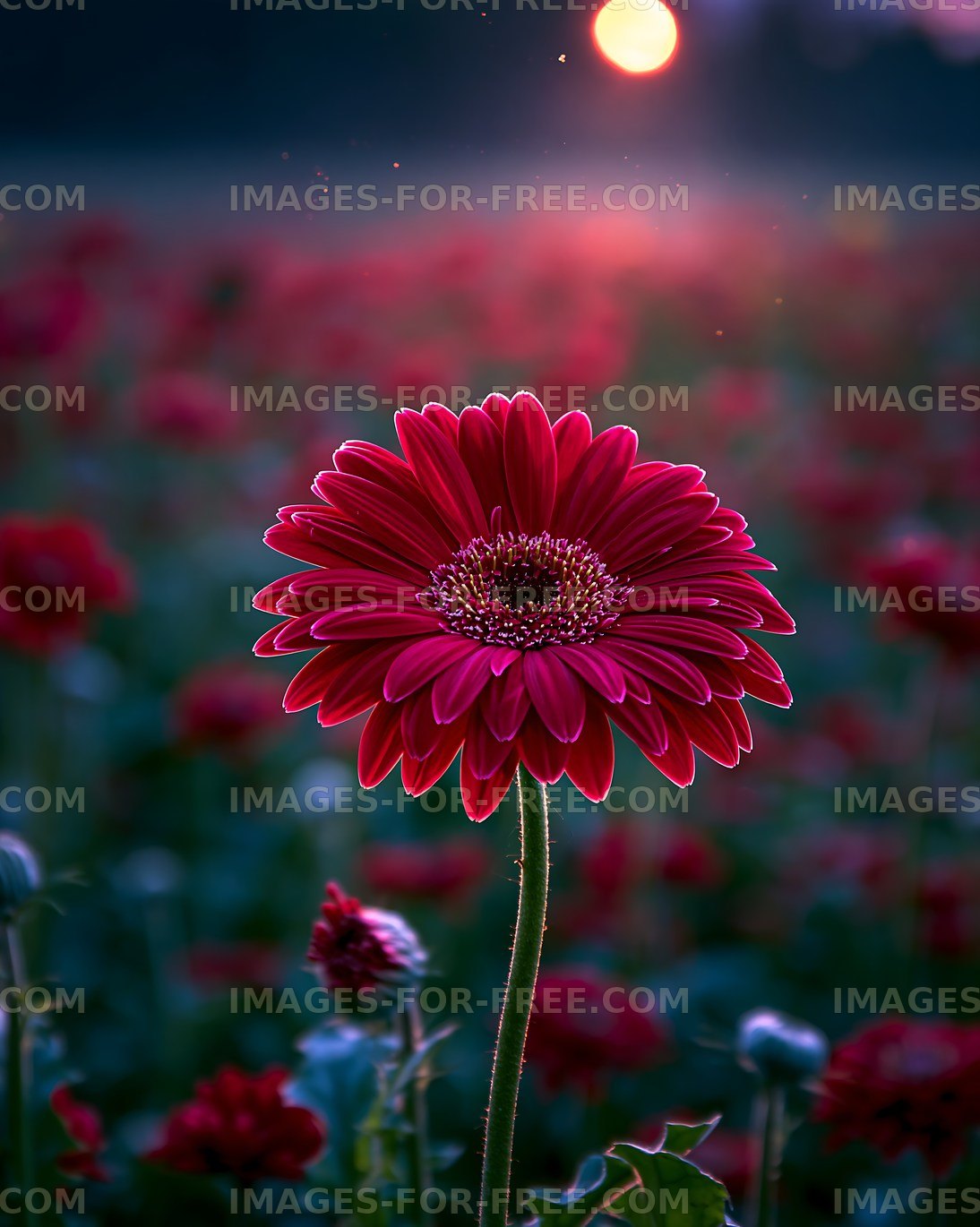 Red flower blooms at sunset in a vibrant field