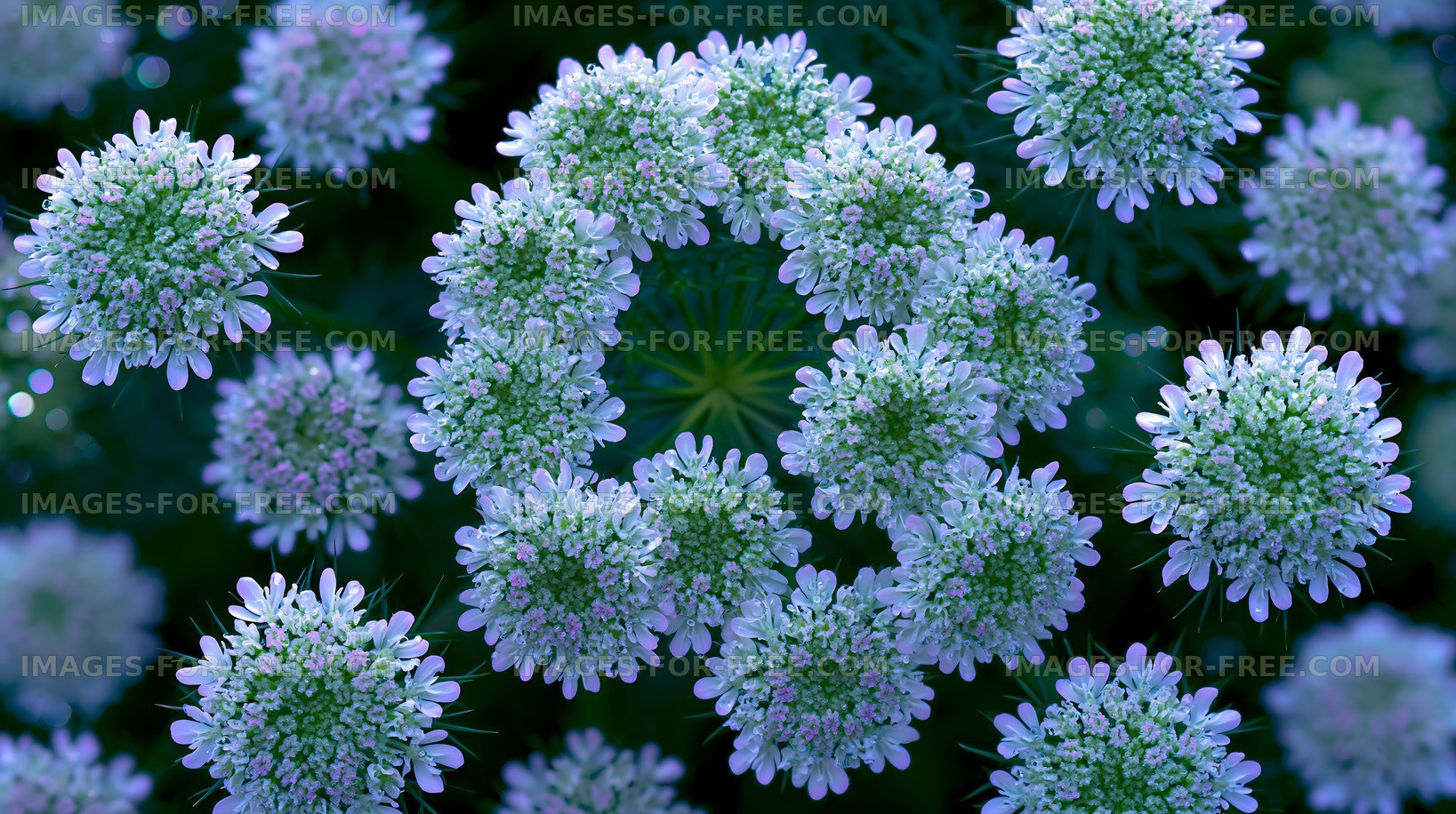 Close-up view of white and purple flowers in a garden