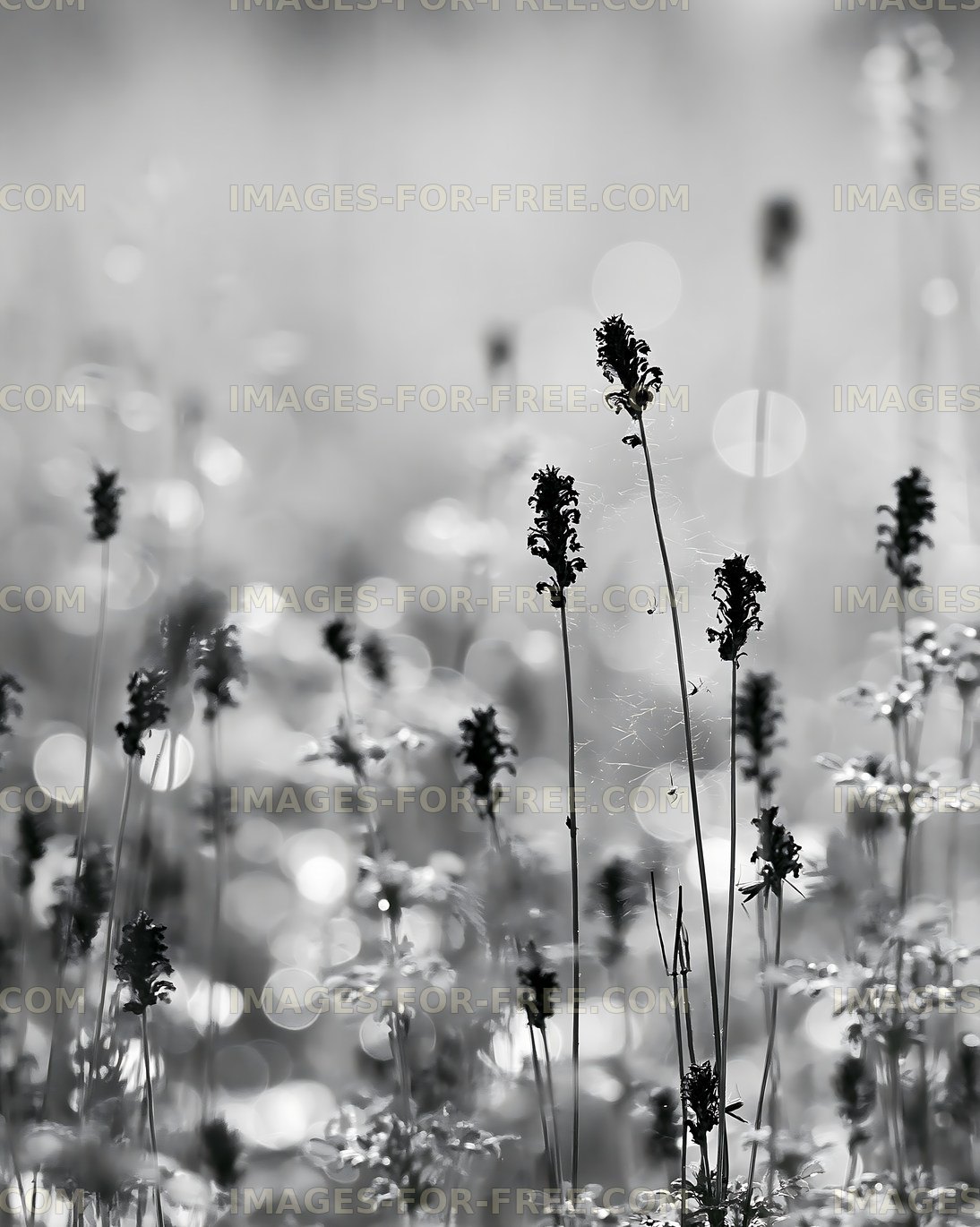 Black and white flowers with blurred background and sunlight