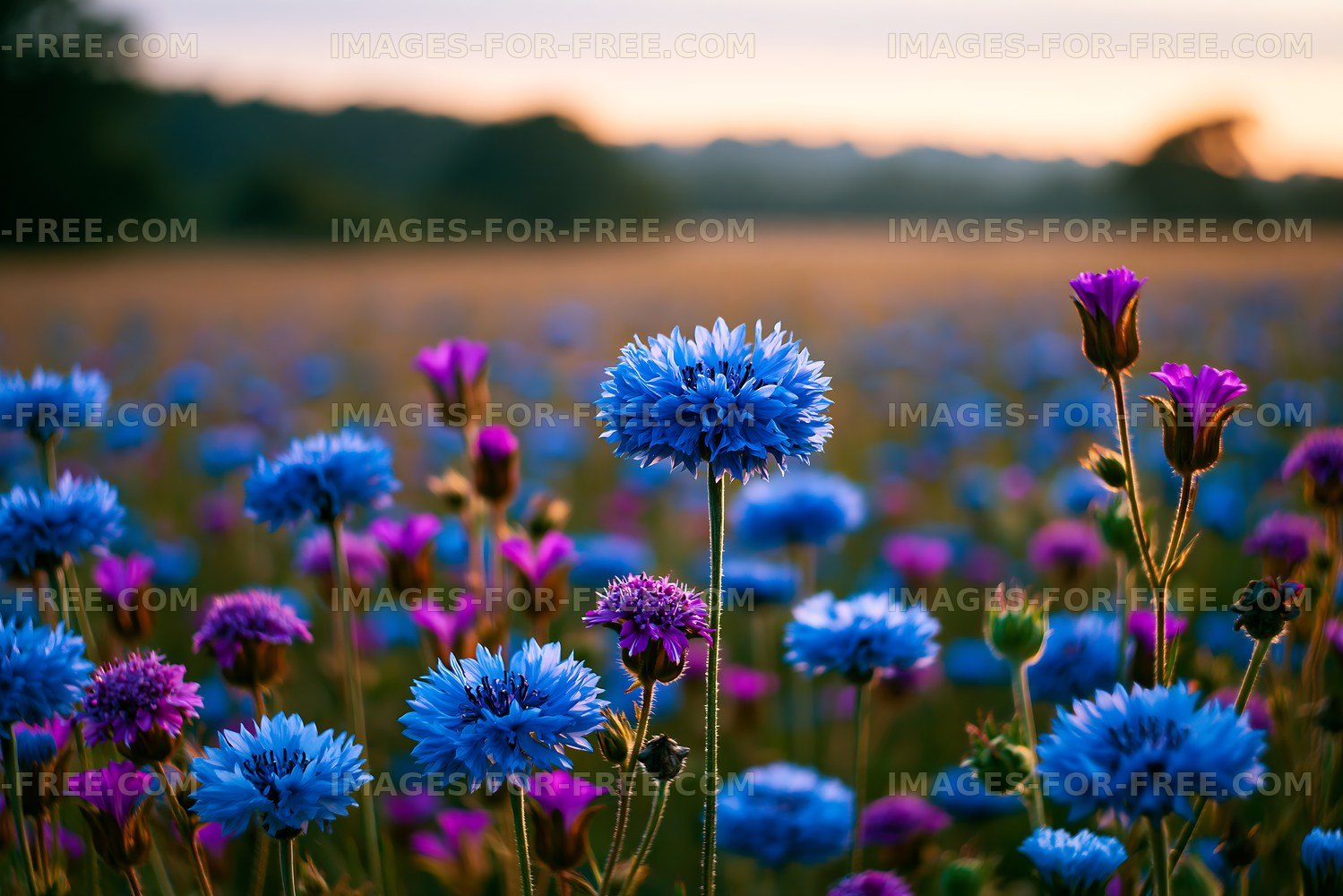 Colorful wildflowers blooming in a field at sunset