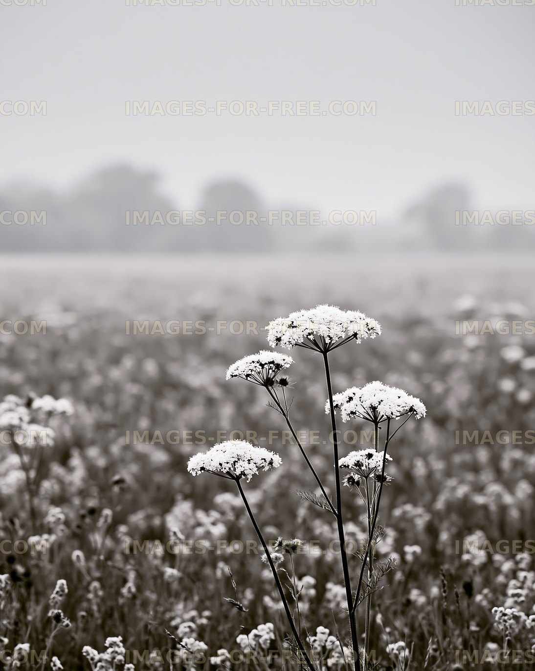 White flowers in a foggy field during the morning