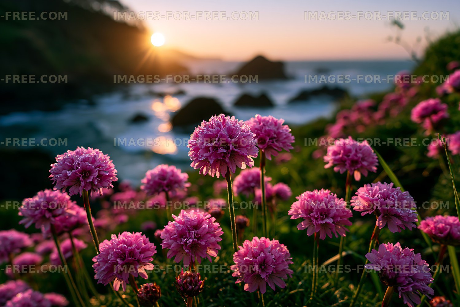 Flowers bloom at sunset near the coast