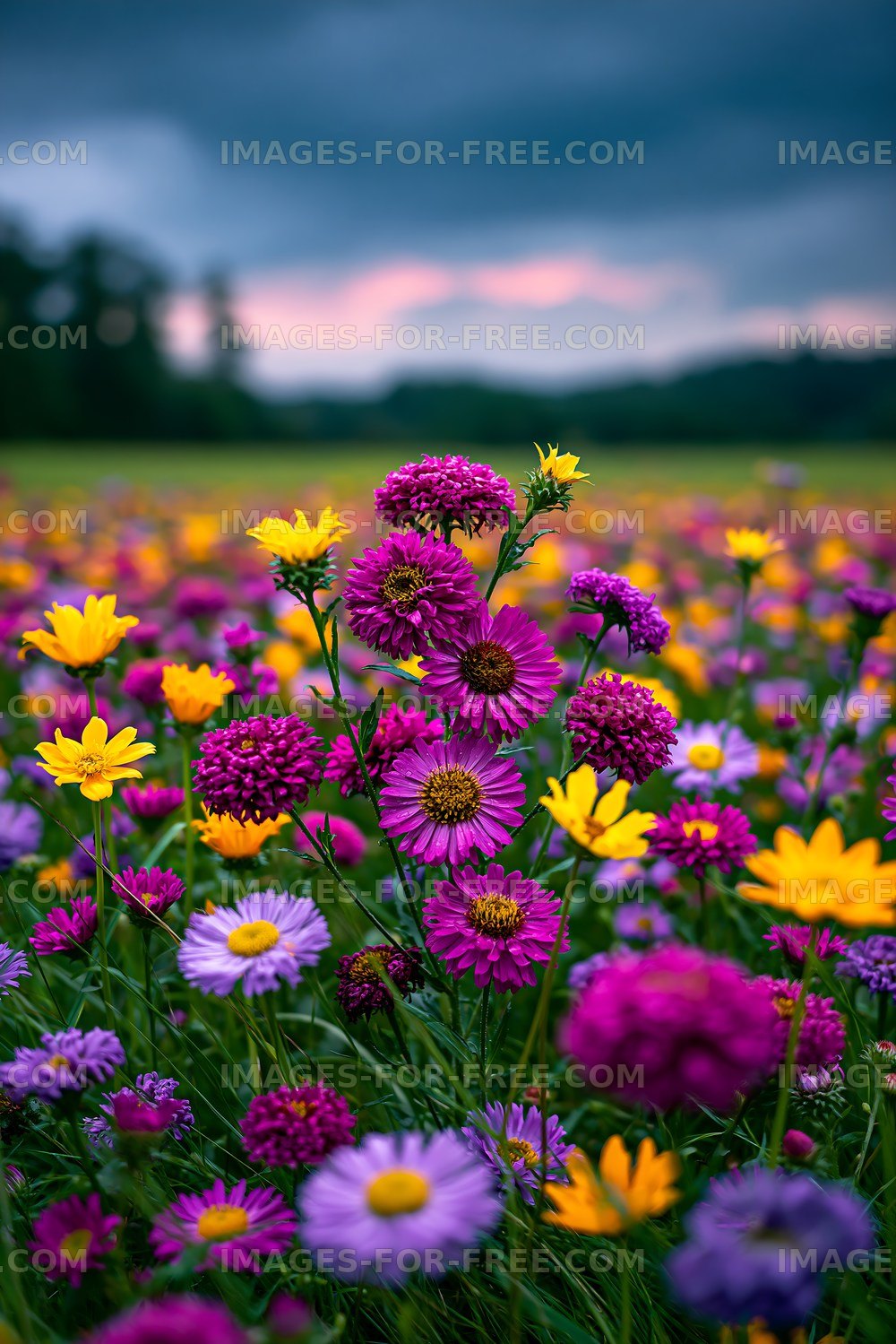 Colorful flower field at sunset