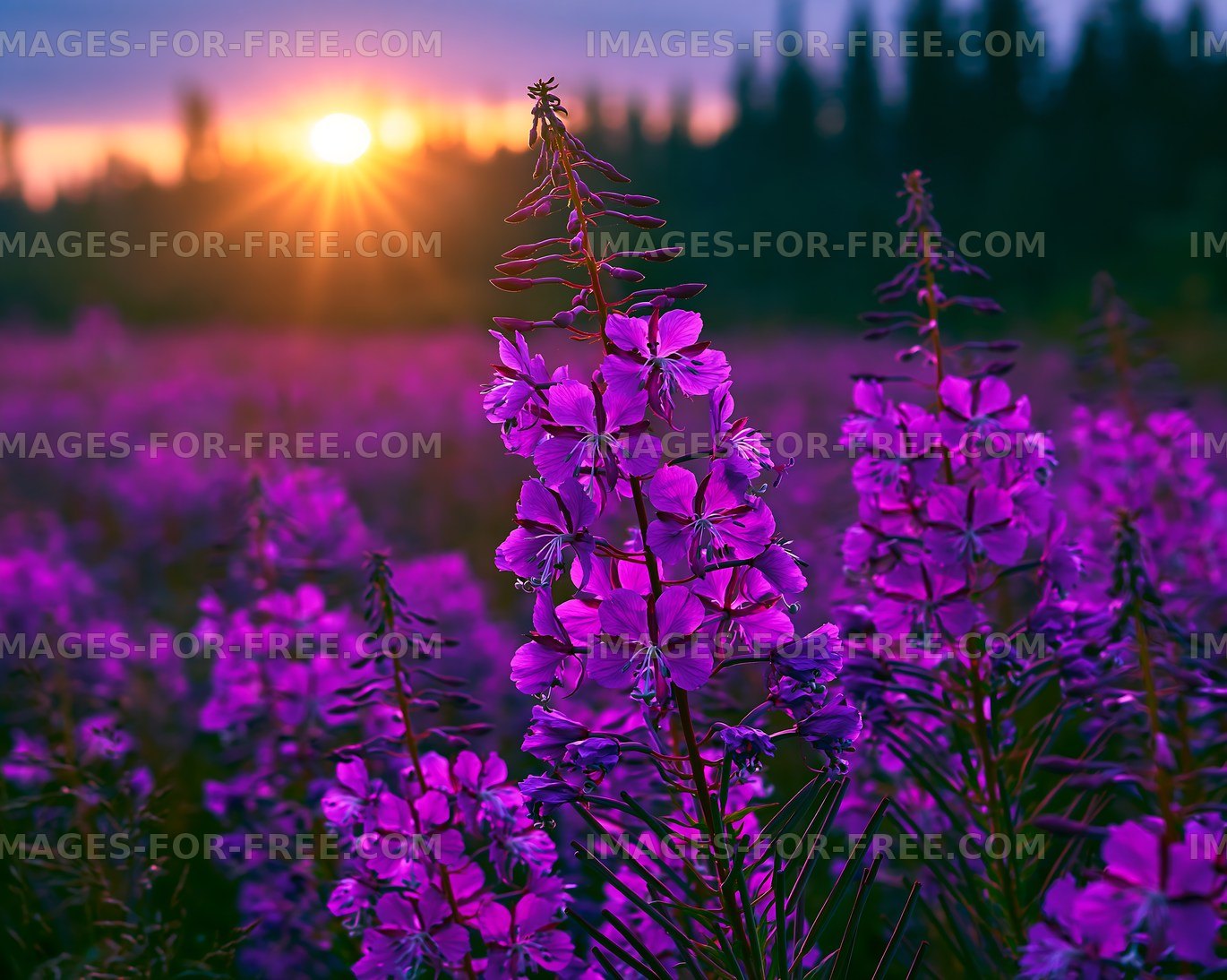 Sunrise over blooming purple flowers in a forest