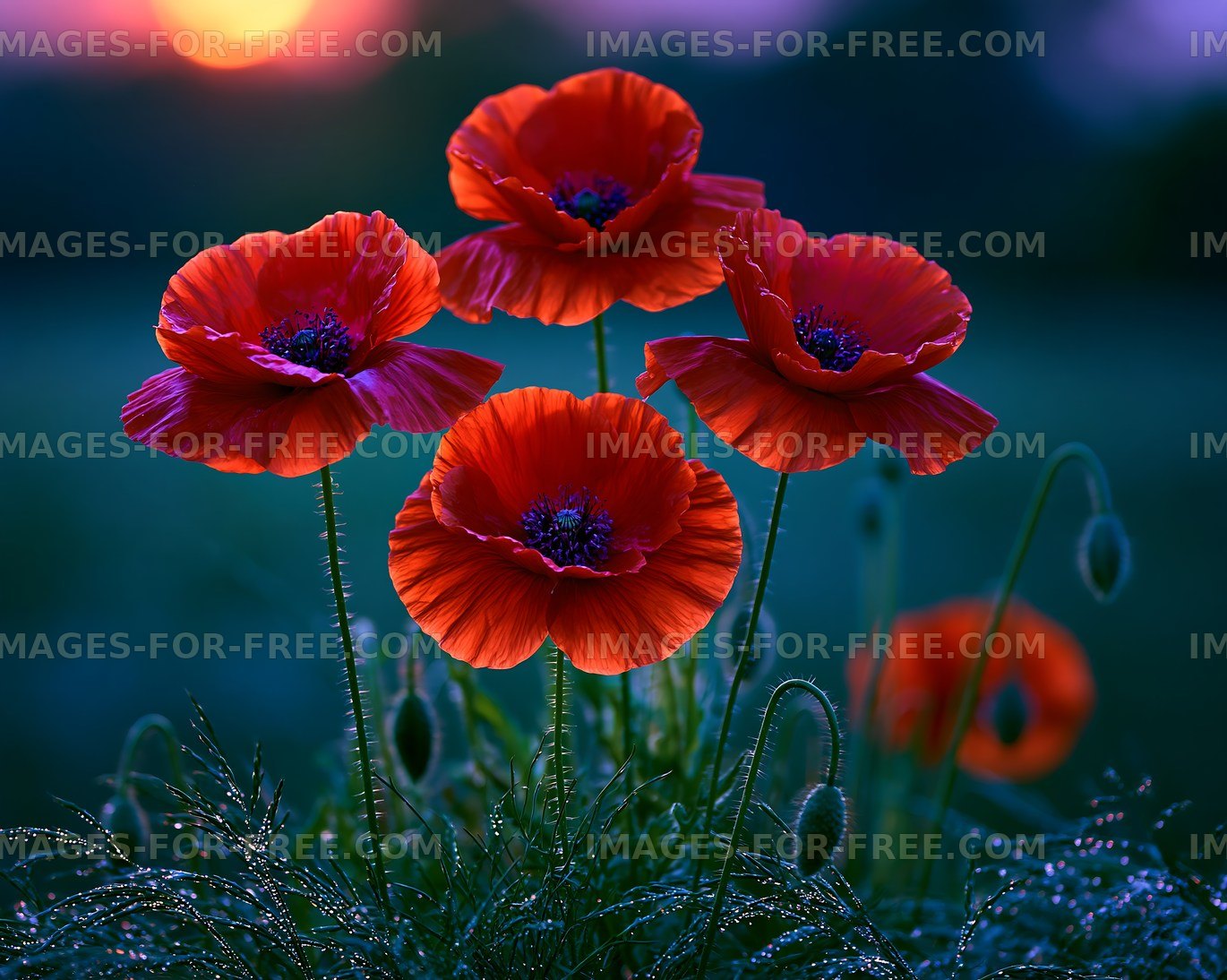 Bright red poppies in a field during sunset