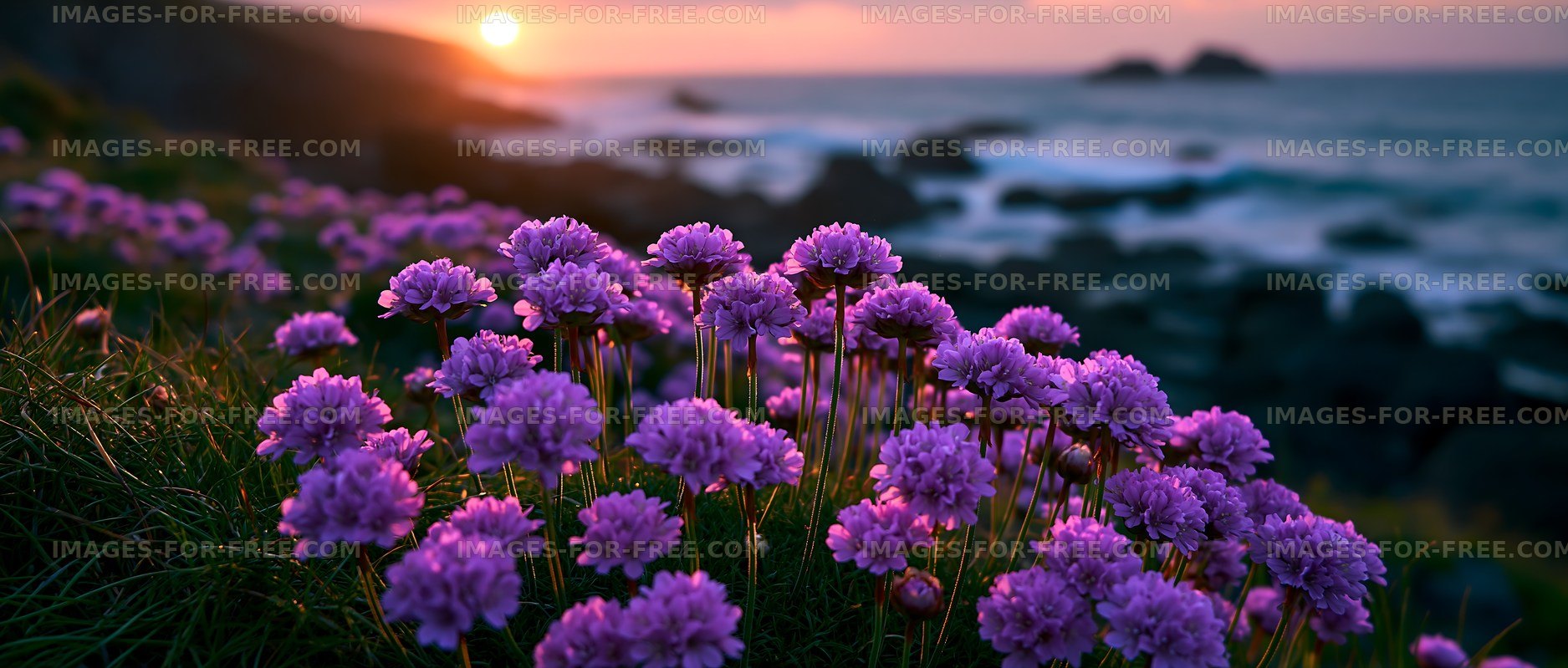 Sunset over purple flowers by the ocean