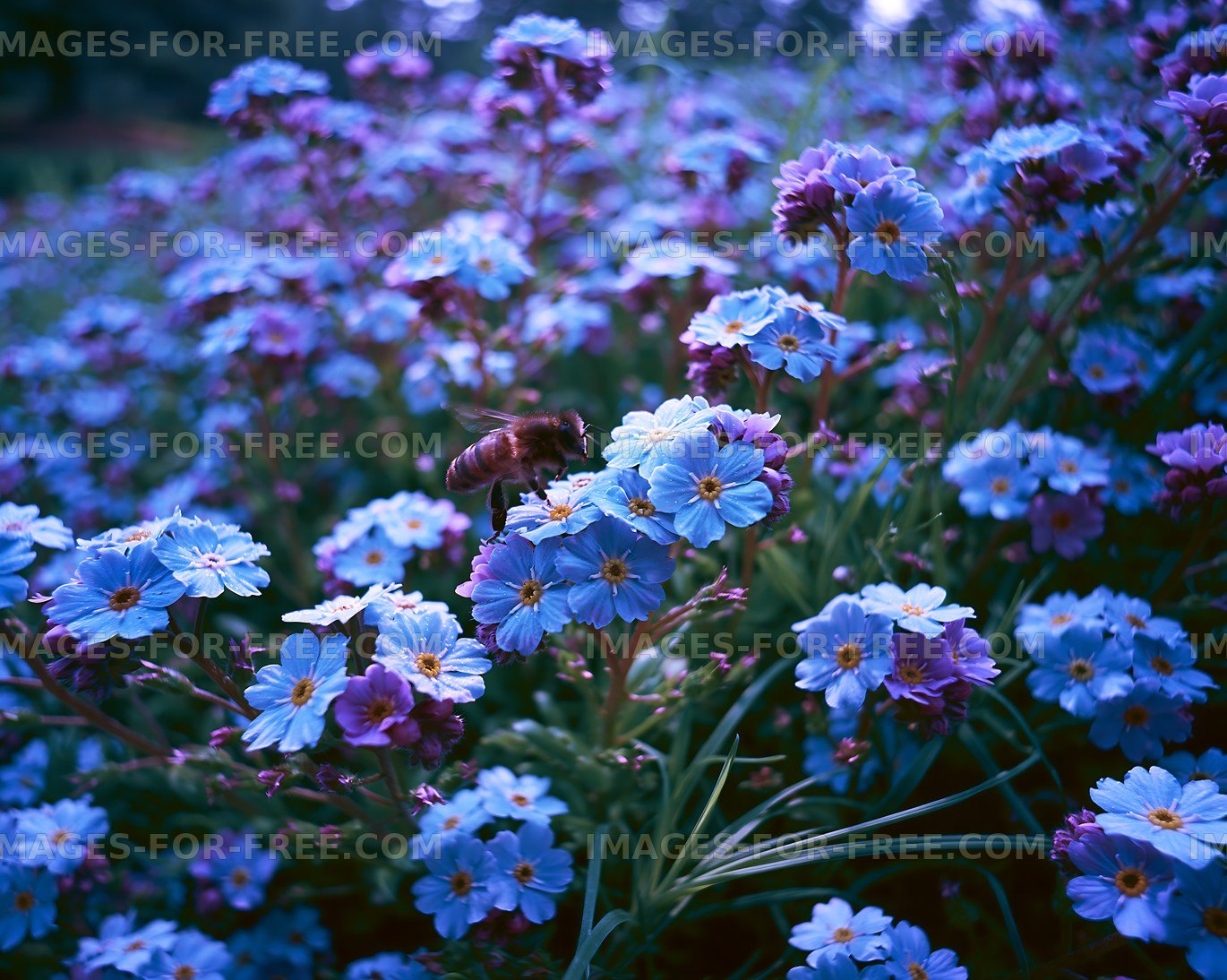 Bee collecting nectar from blue flowers in a garden