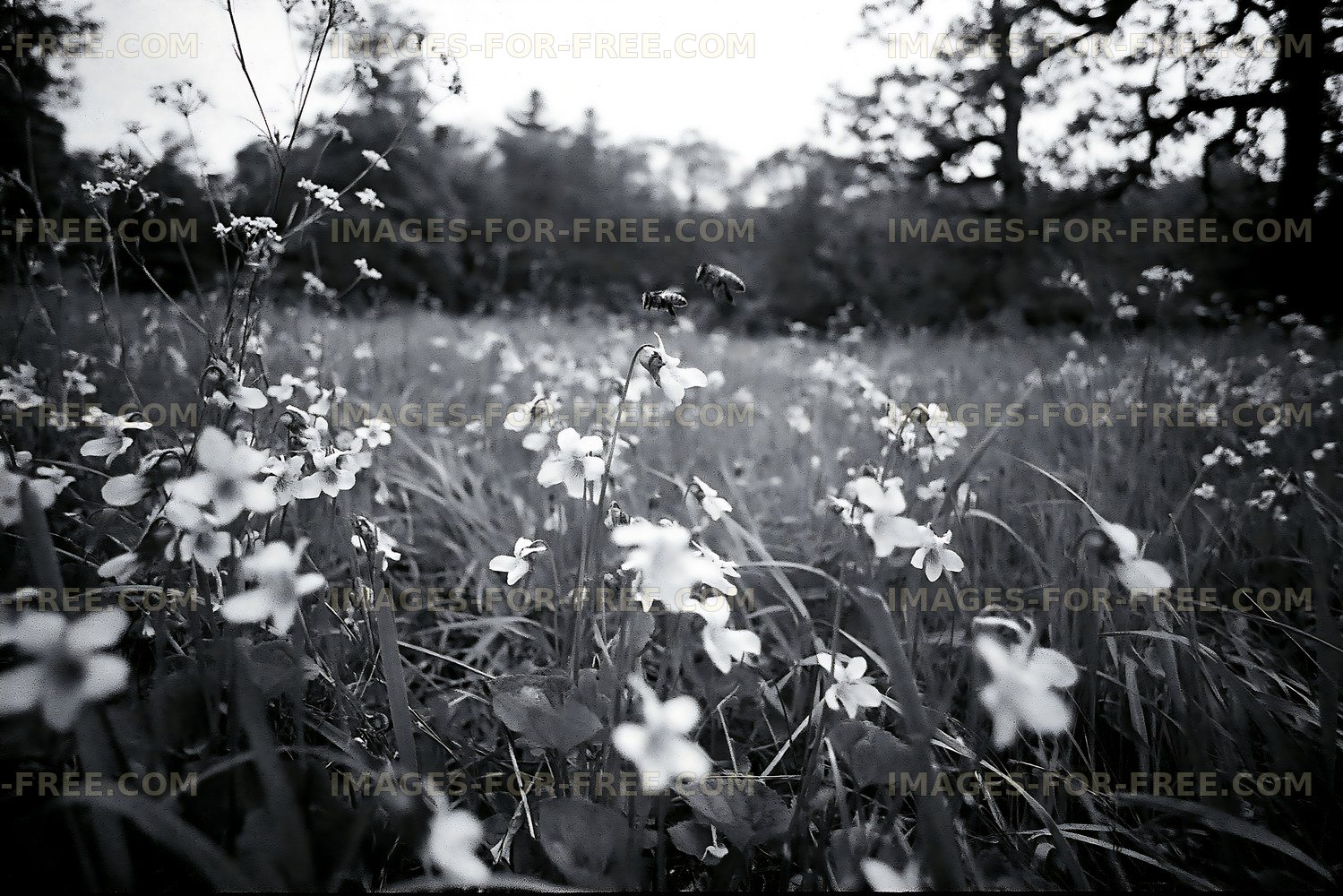 Wildflowers in a field with bees in black and white