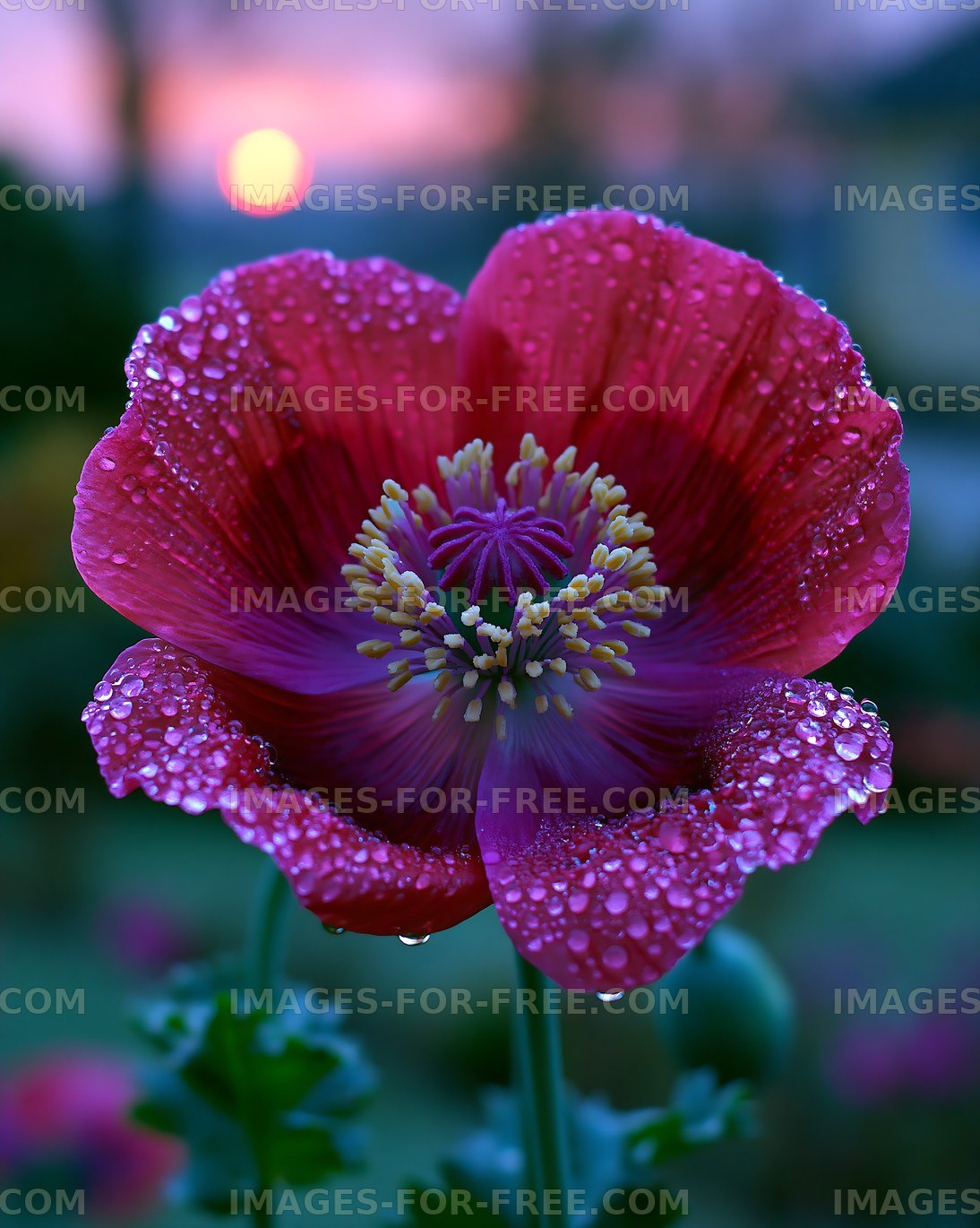 Vivid flower with dew at sunset in a garden